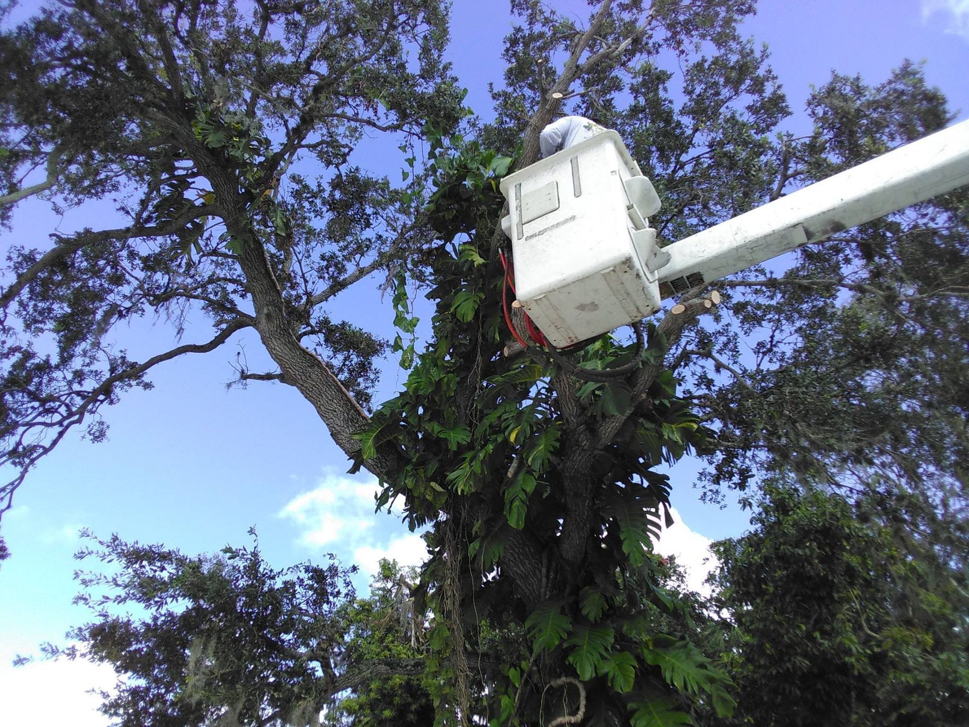 A man in a bucket is cutting a tree
