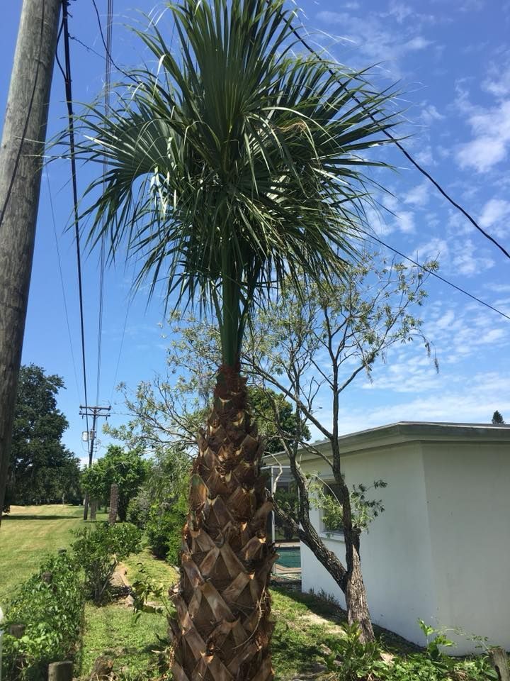 A palm tree is standing in front of a white house.