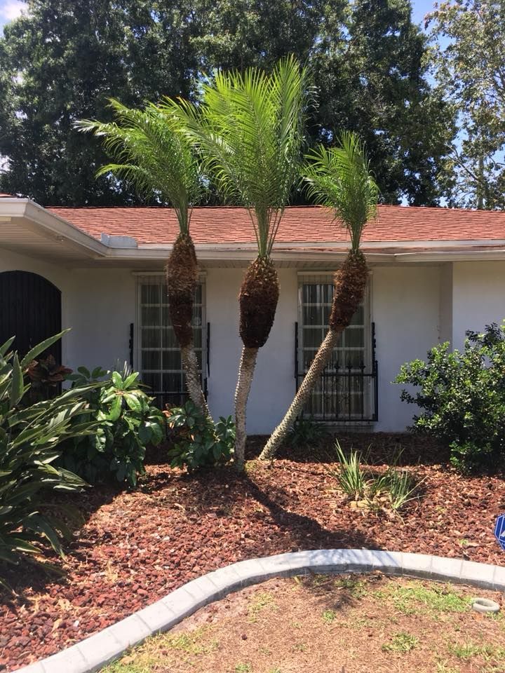 A white house with two palm trees in front of it.