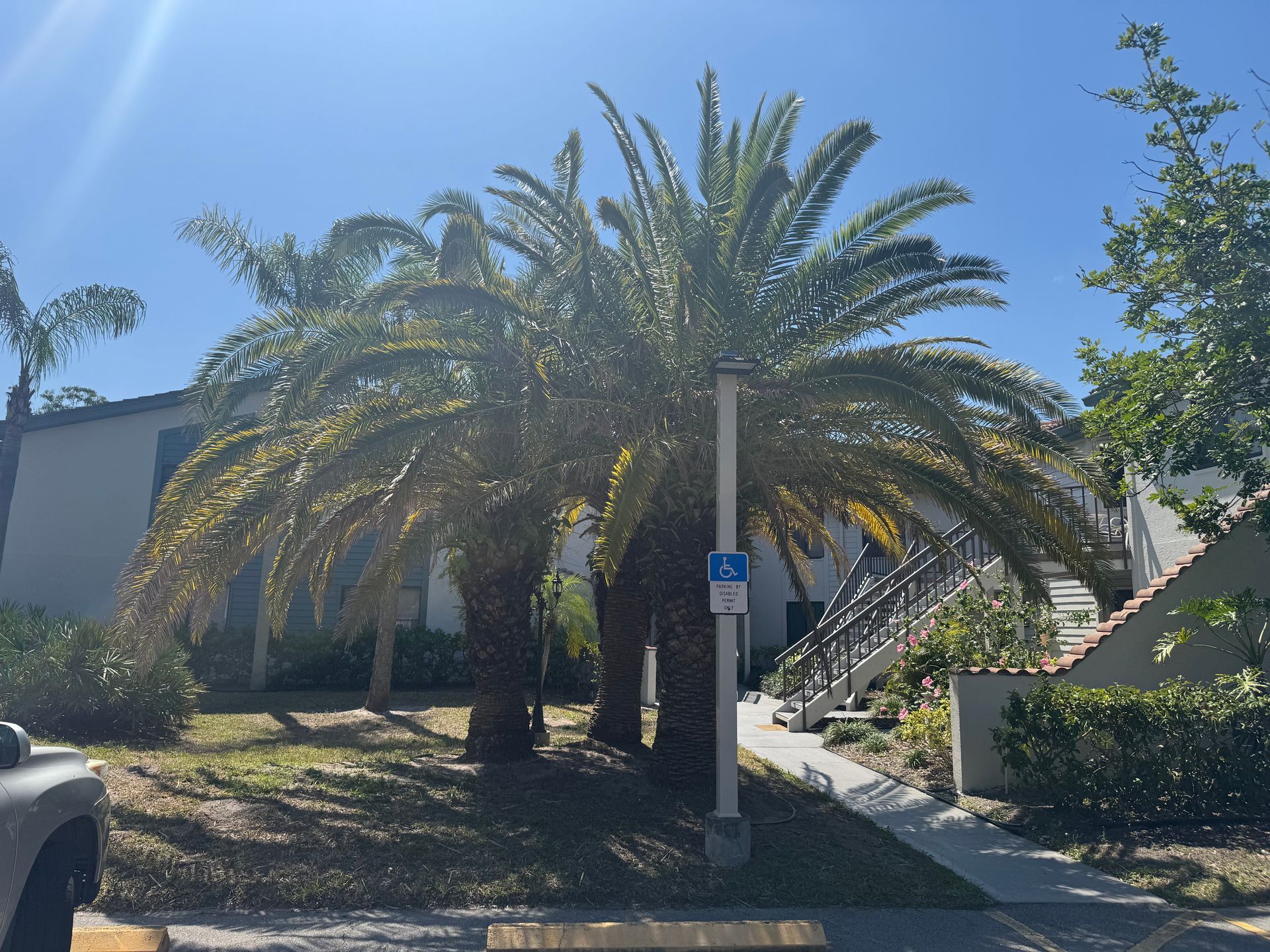 A palm tree in front of a building with a handicapped parking sign