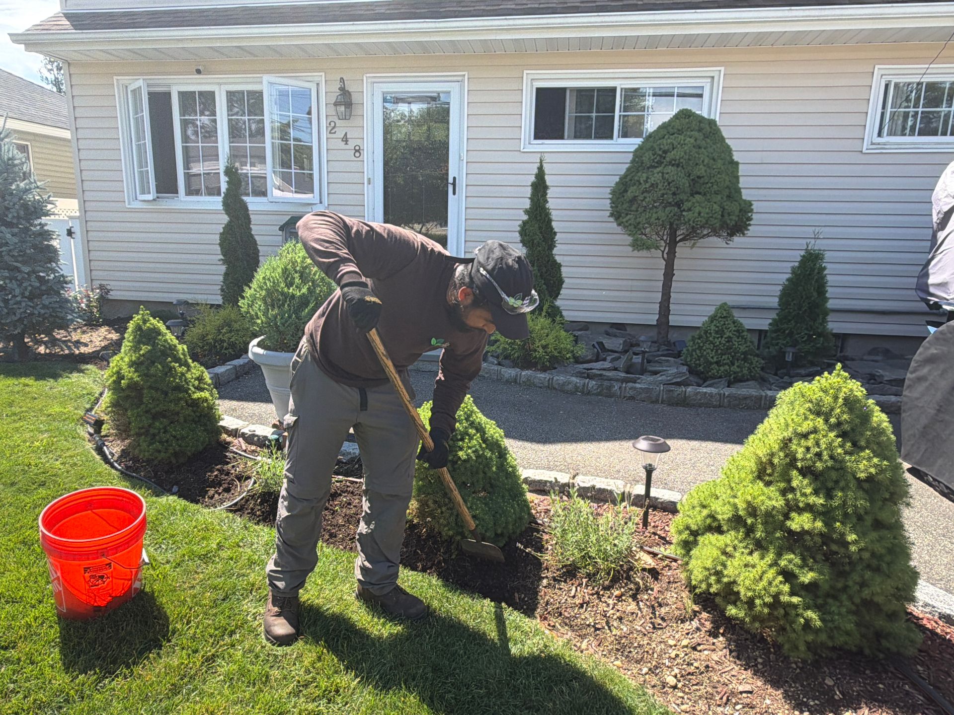 Person planting a small evergreen shrub in a front yard with a red bucket nearby.