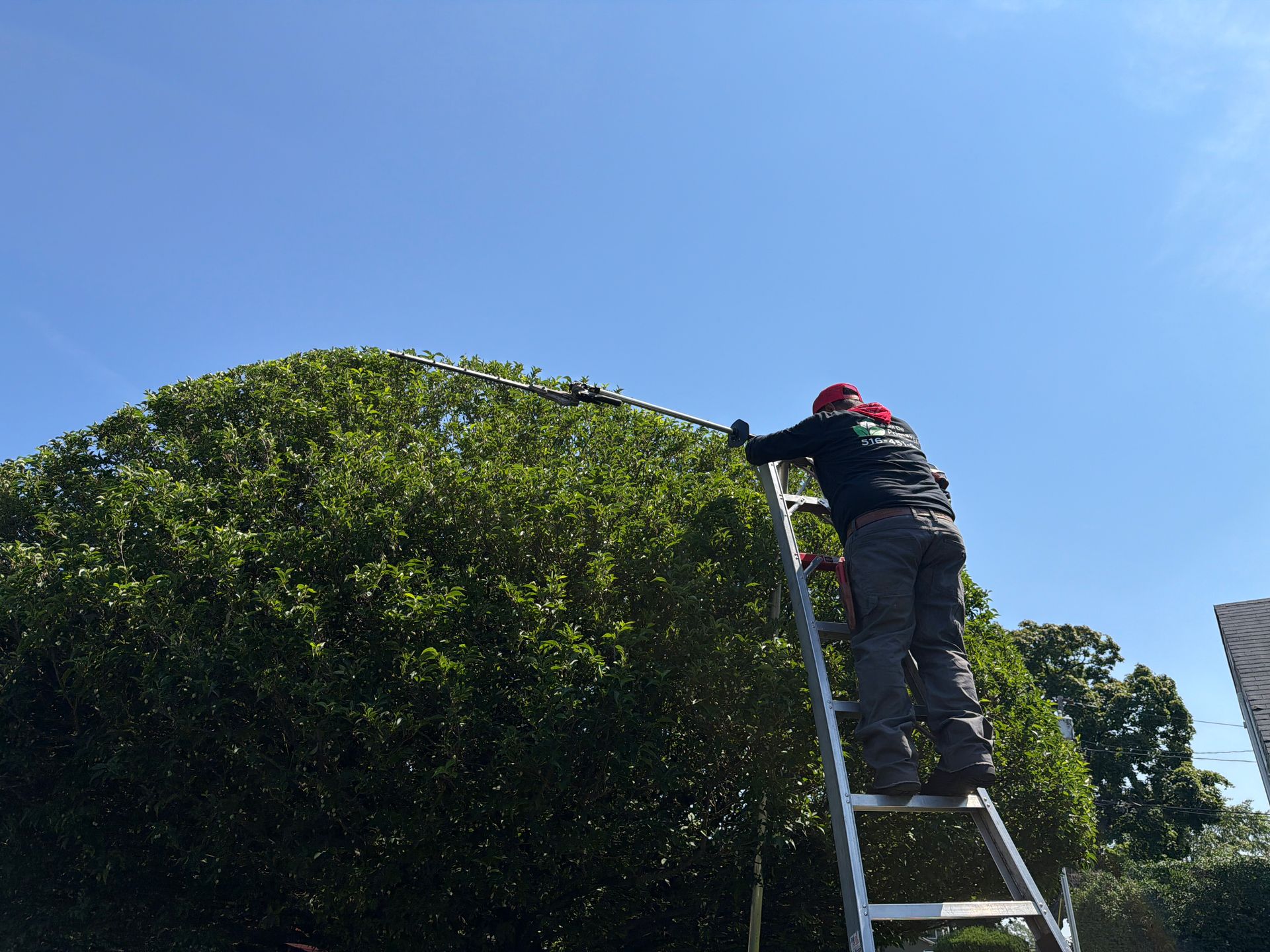 Person trimming a large shrub on a ladder under a clear blue sky