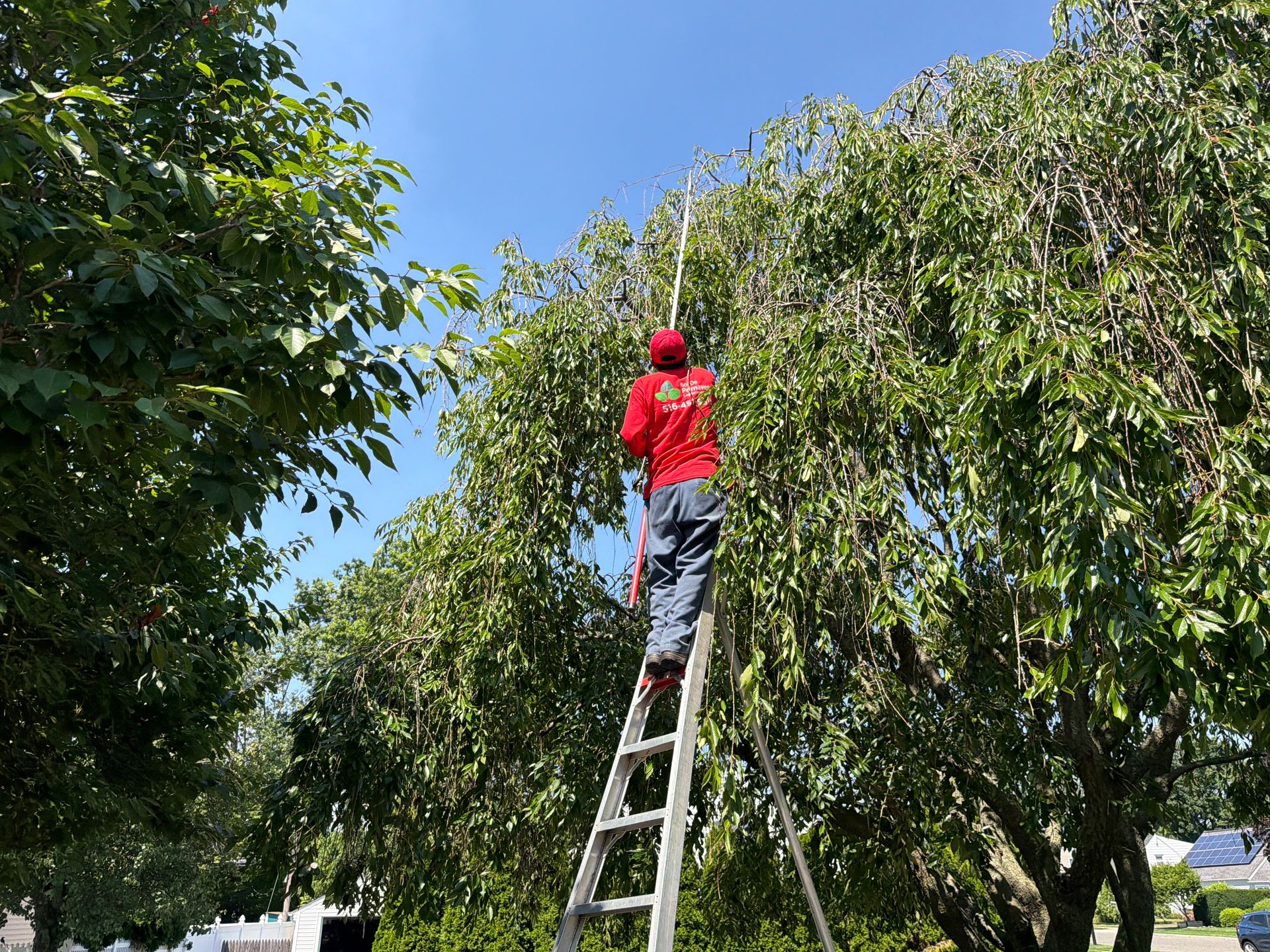 Person on a ladder trimming a tree in a sunny yard
