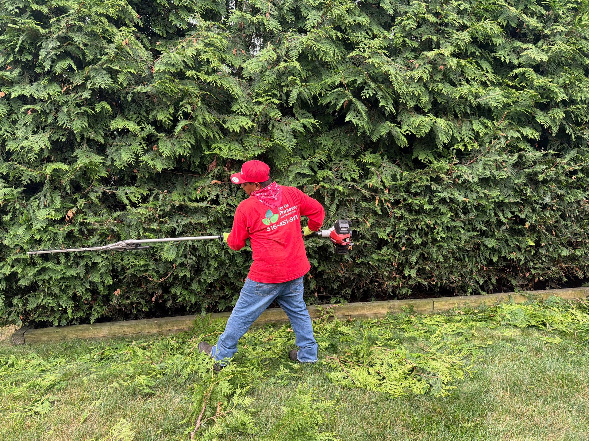 Person in red using a string trimmer beside a tall hedge in a grassy yard.