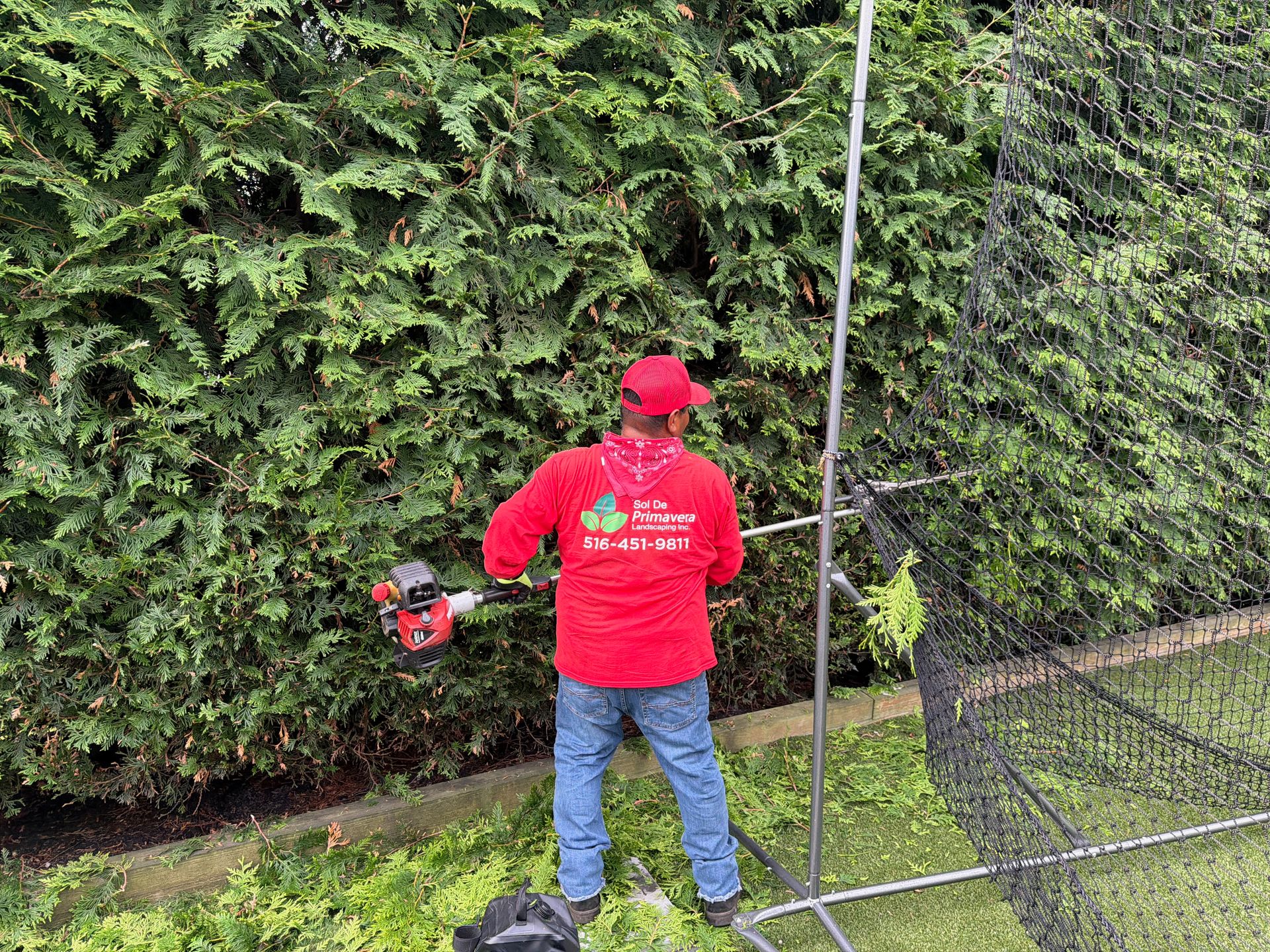 Person in red jacket using a string trimmer along a tall green hedge by a metal fence.