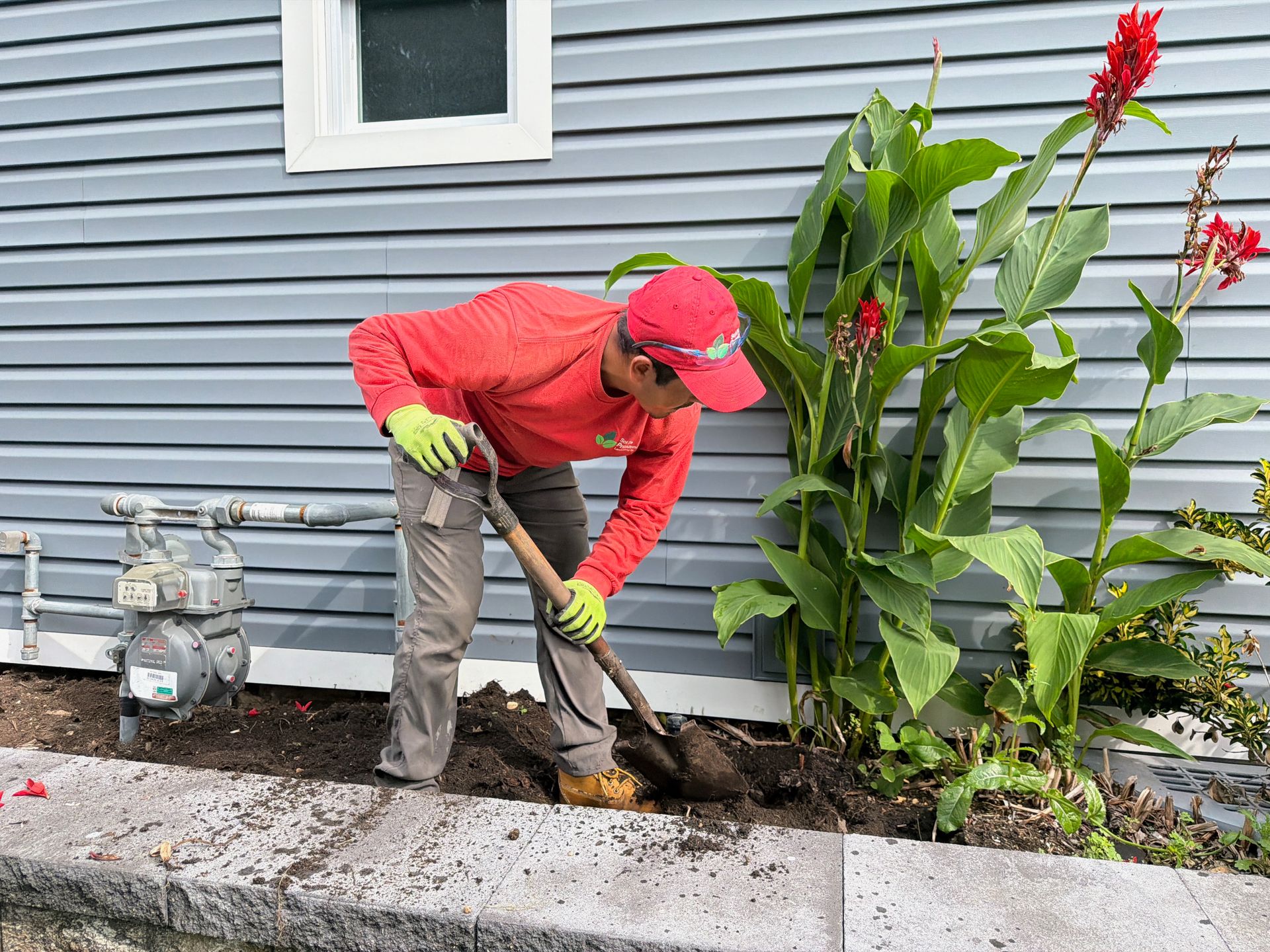 Person in red shirt and cap gardening beside a house, digging soil near tall green plants.