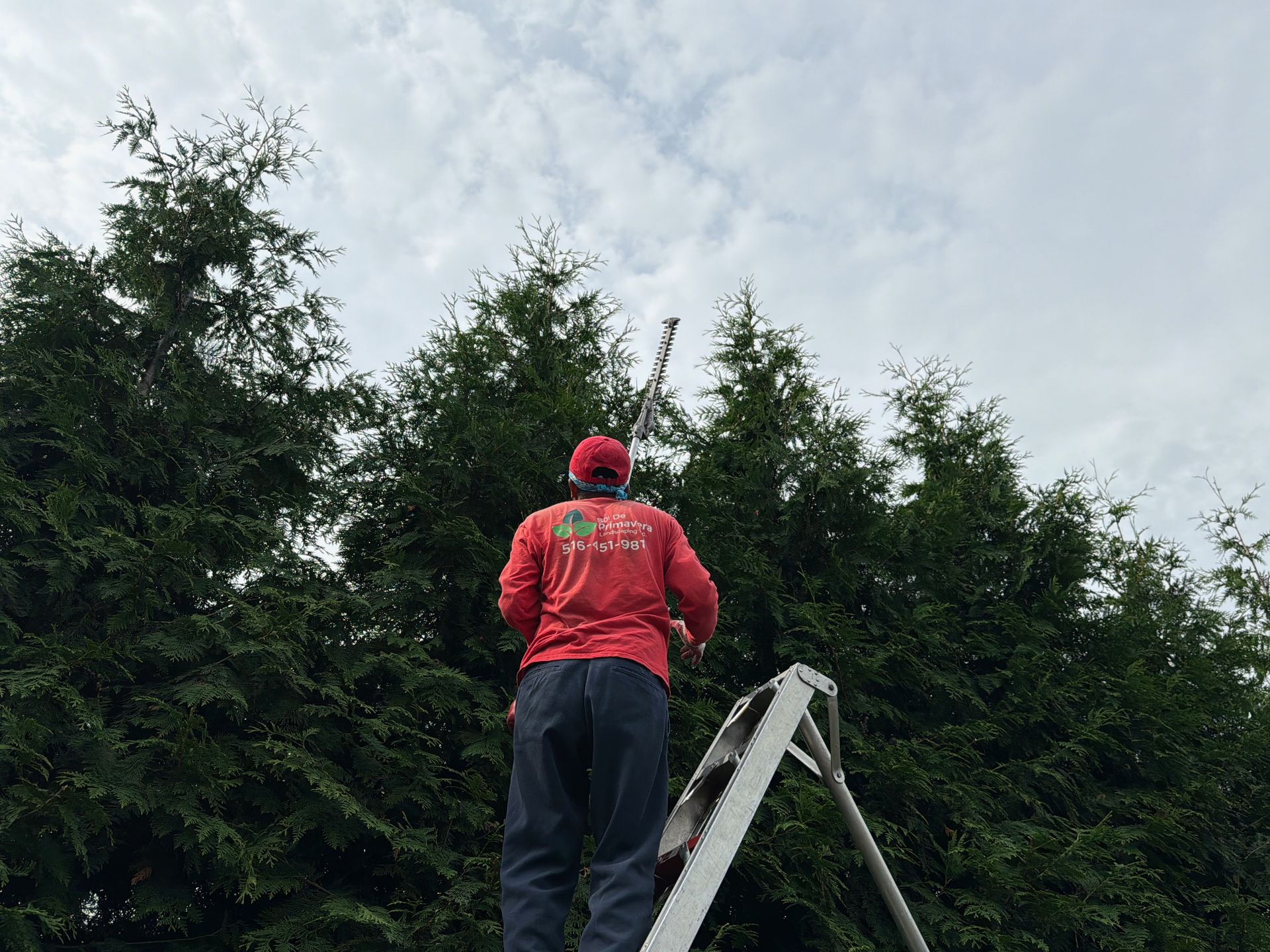 Person in a red jacket trimming tall hedges from a ladder outdoors