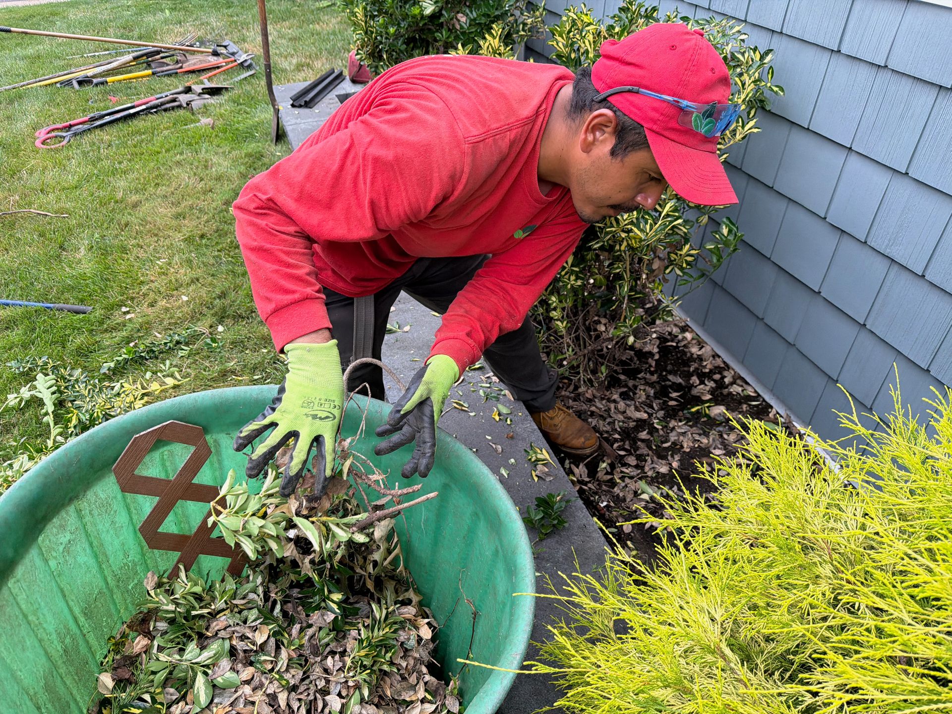 Gardener in red shirt and cap removing leaves from a green yard bin beside a house