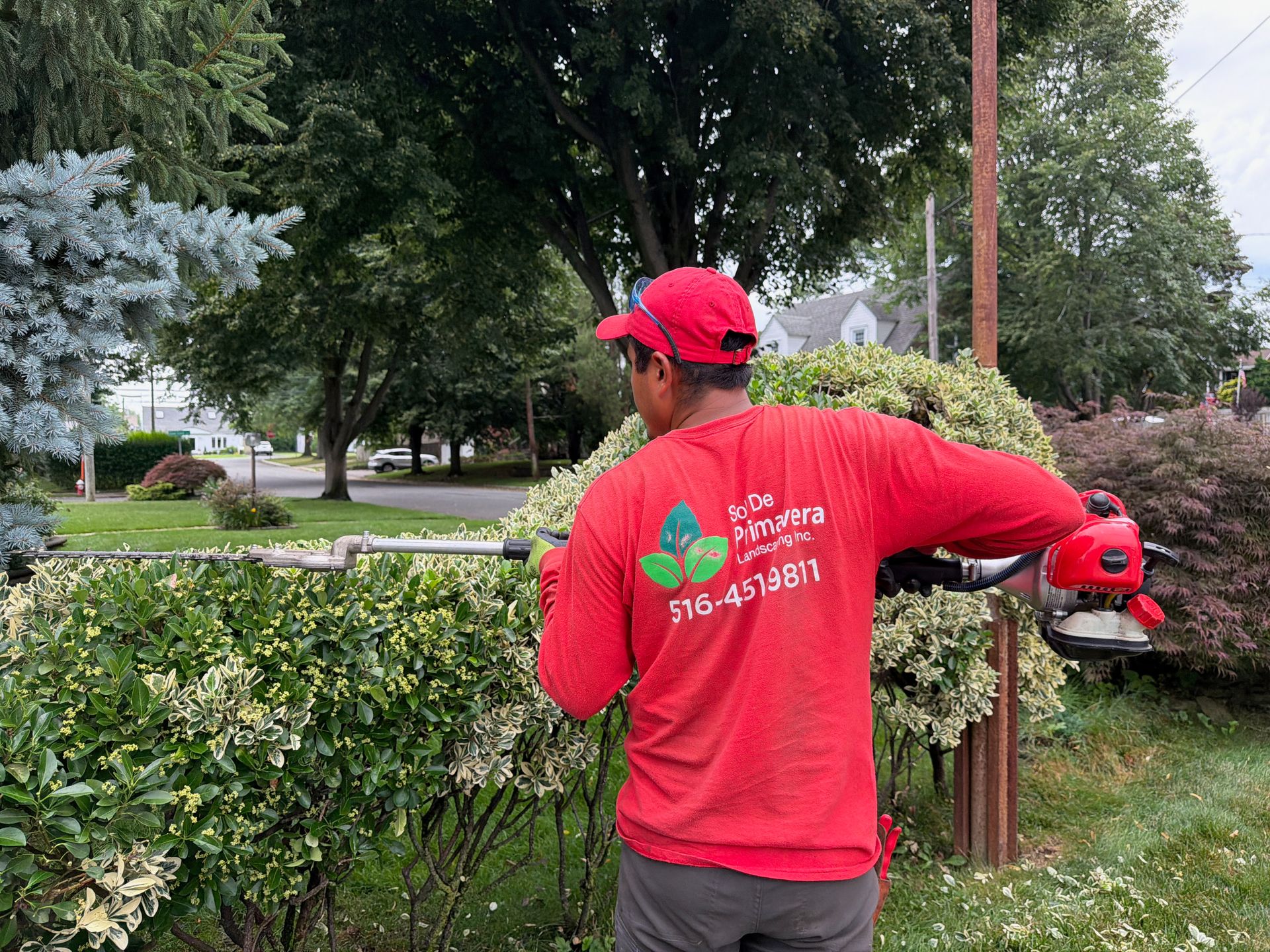 Worker in red shirt trimming hedges in a green park