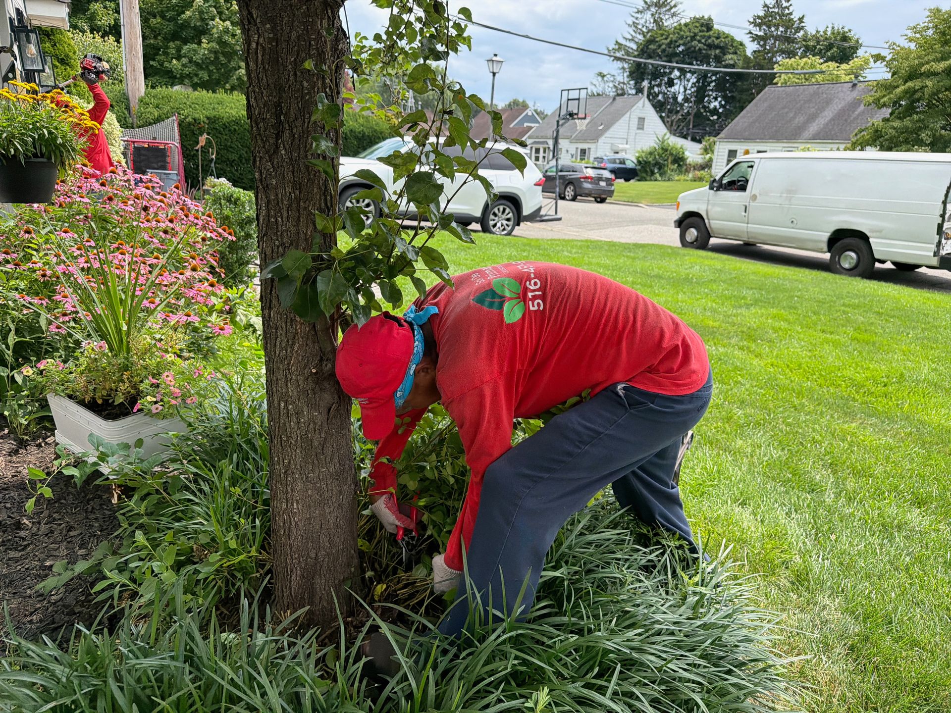 Person in red shirt and hat trimming plants beside a tree in a sunny front yard