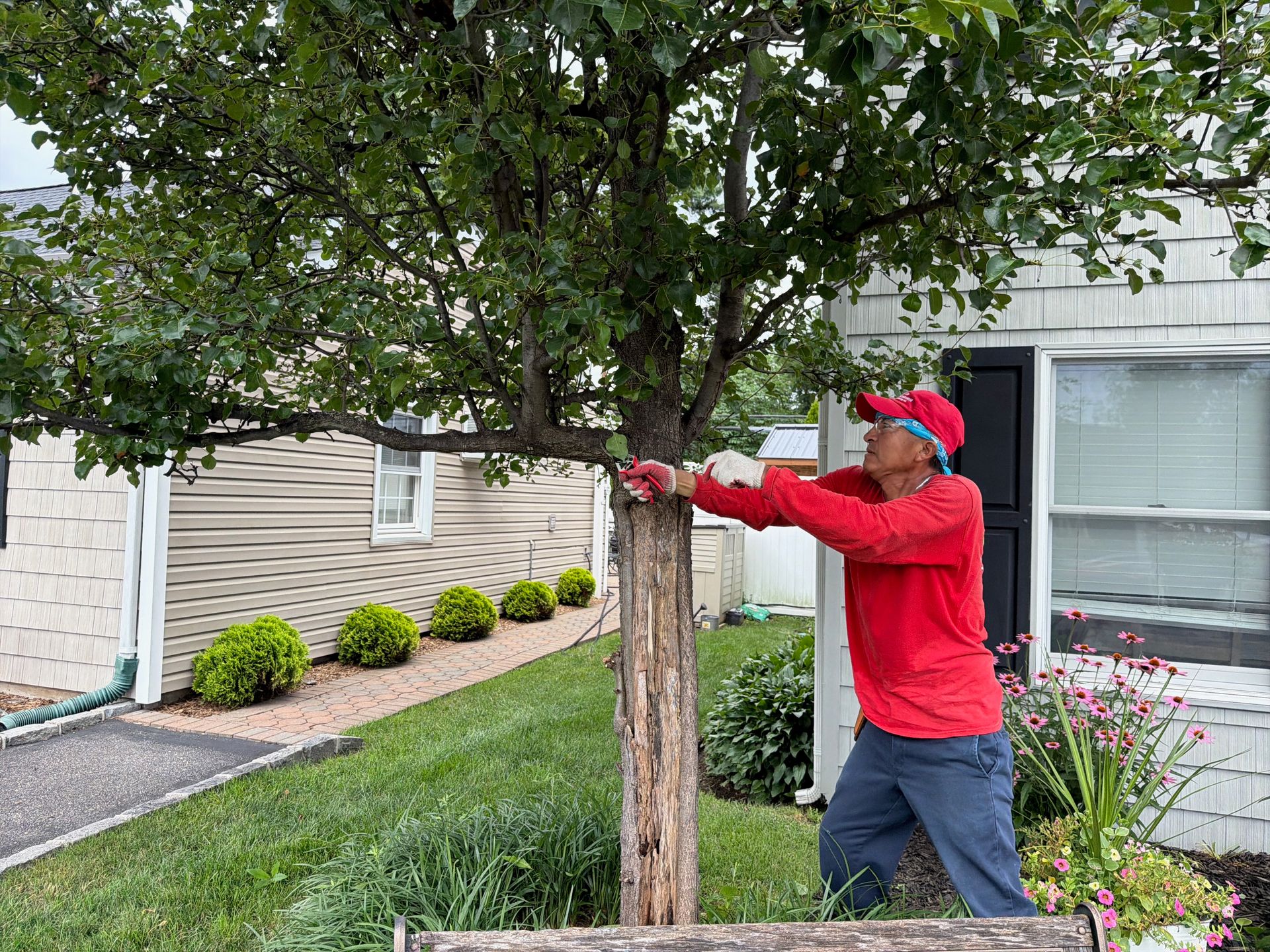 Person in a red jacket pruning a small tree in a suburban yard