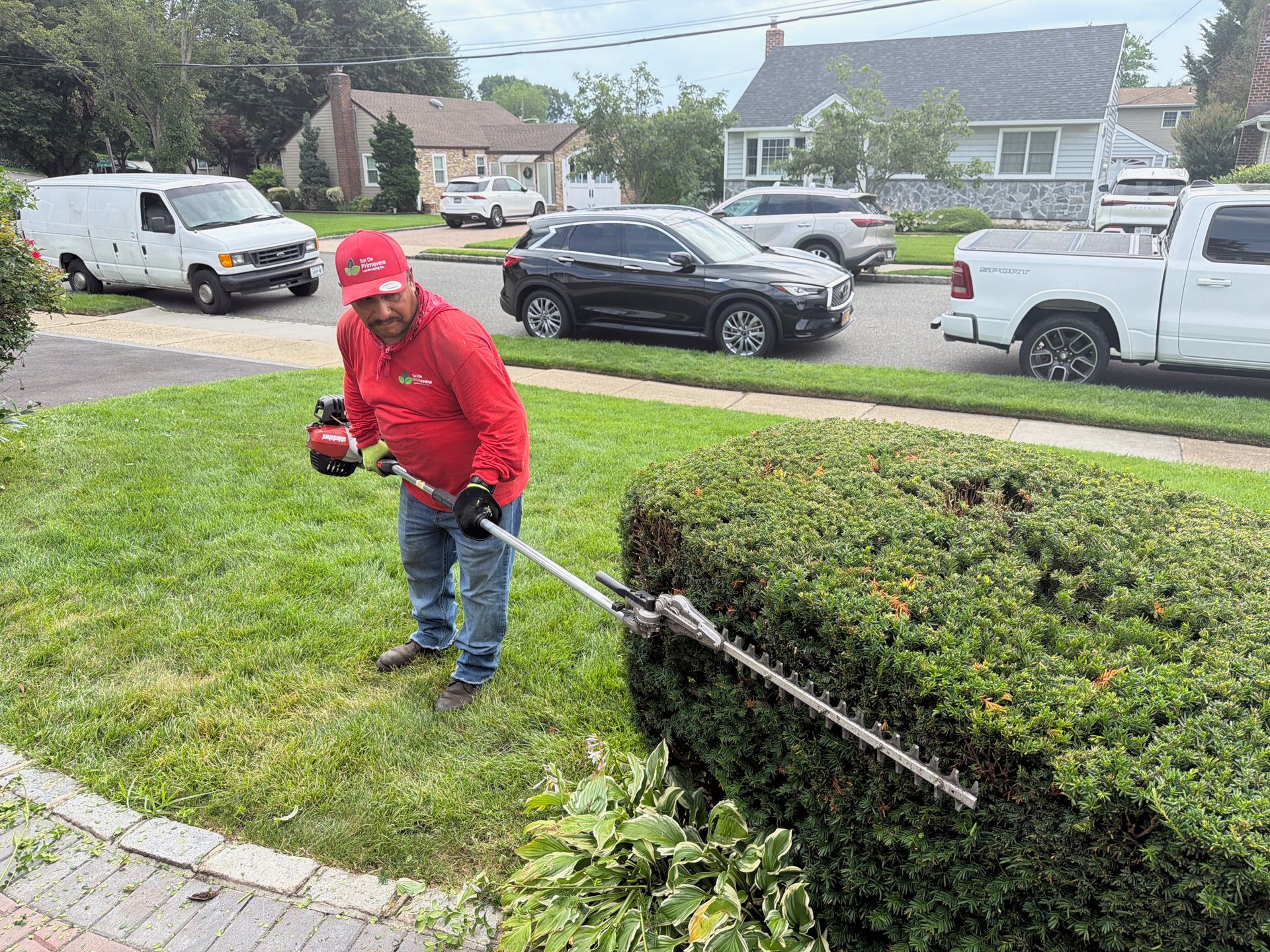 Person in red jacket trimming a hedge with a string trimmer along a suburban sidewalk.
