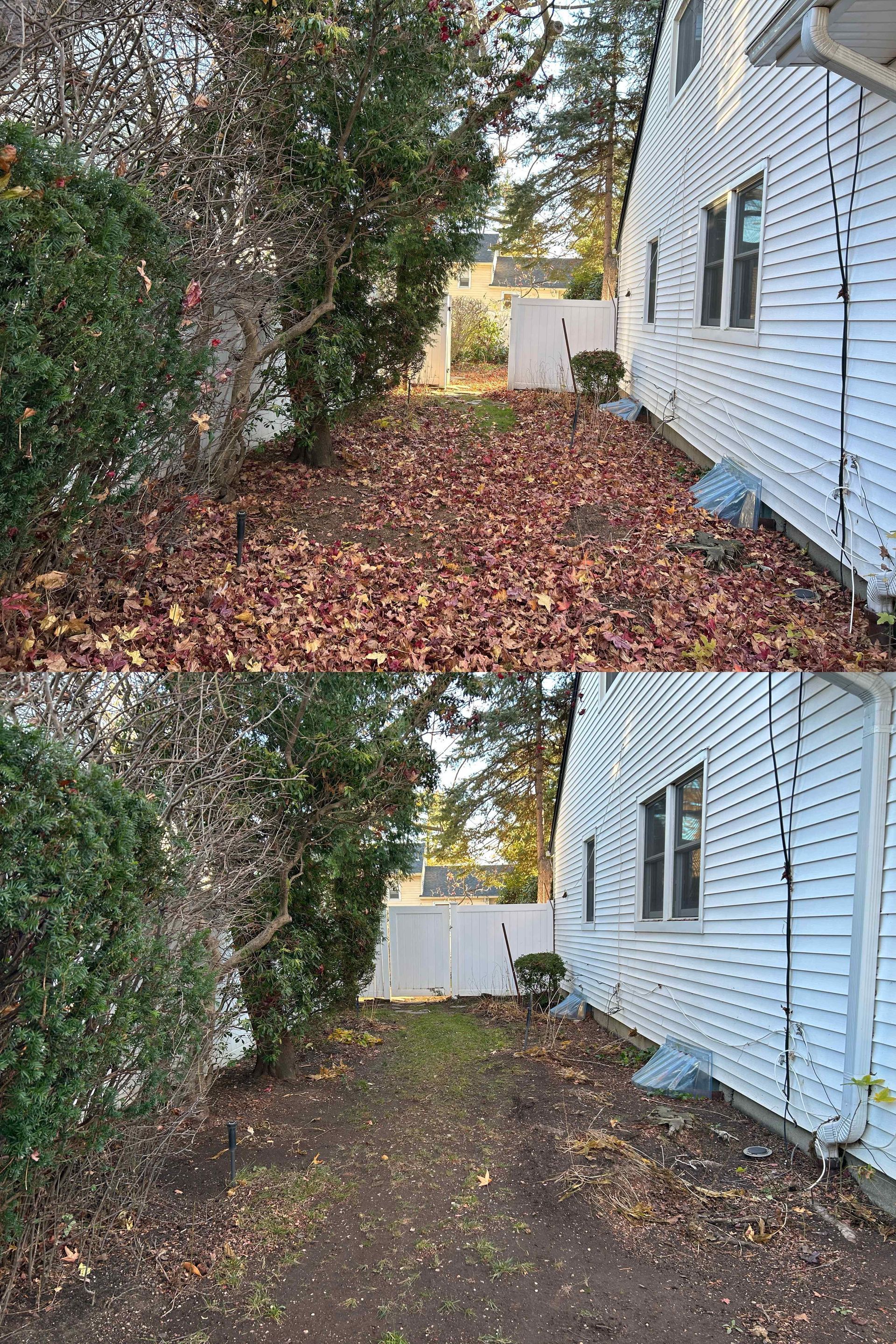 Narrow side yard beside a white house, covered with fallen leaves and bordered by dense hedges.