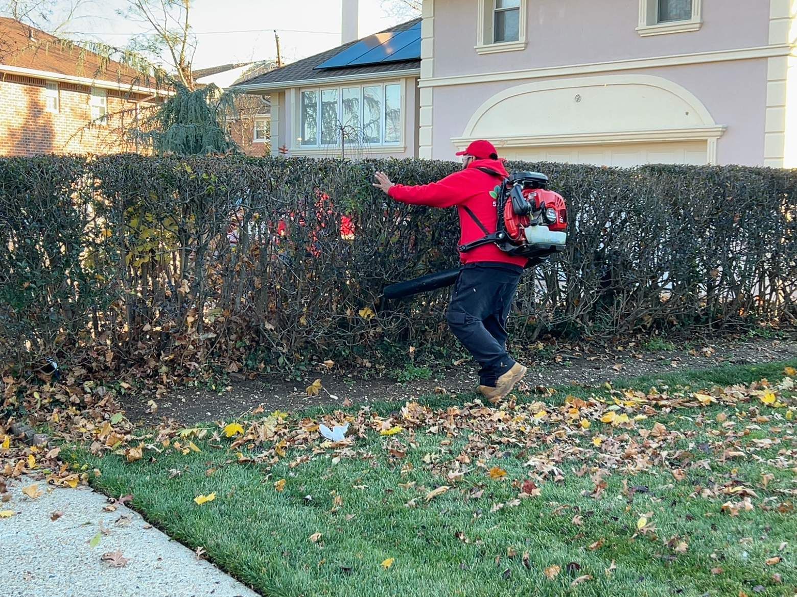 Person in a red jacket using a backpack leaf blower to clear leaves along a hedge in a yard.