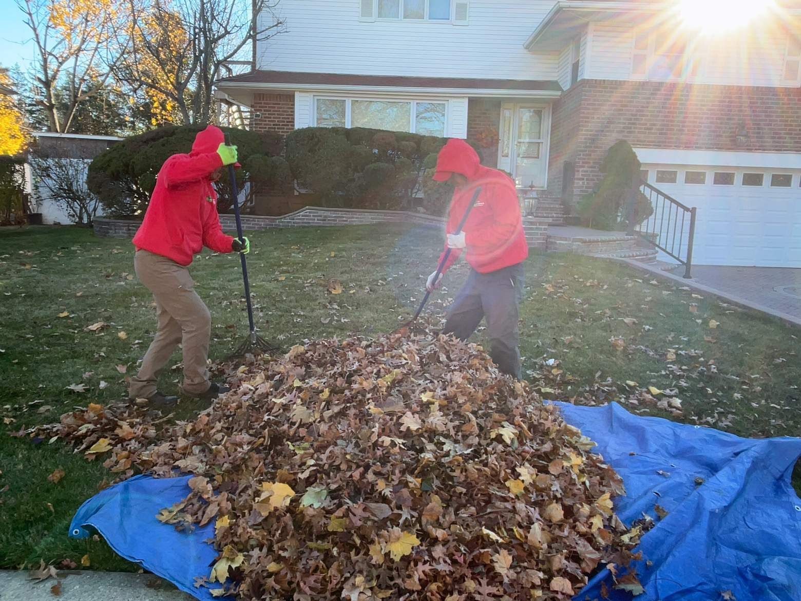 Two people in red jackets rake leaves into a large pile on a blue tarp in a sunny yard.