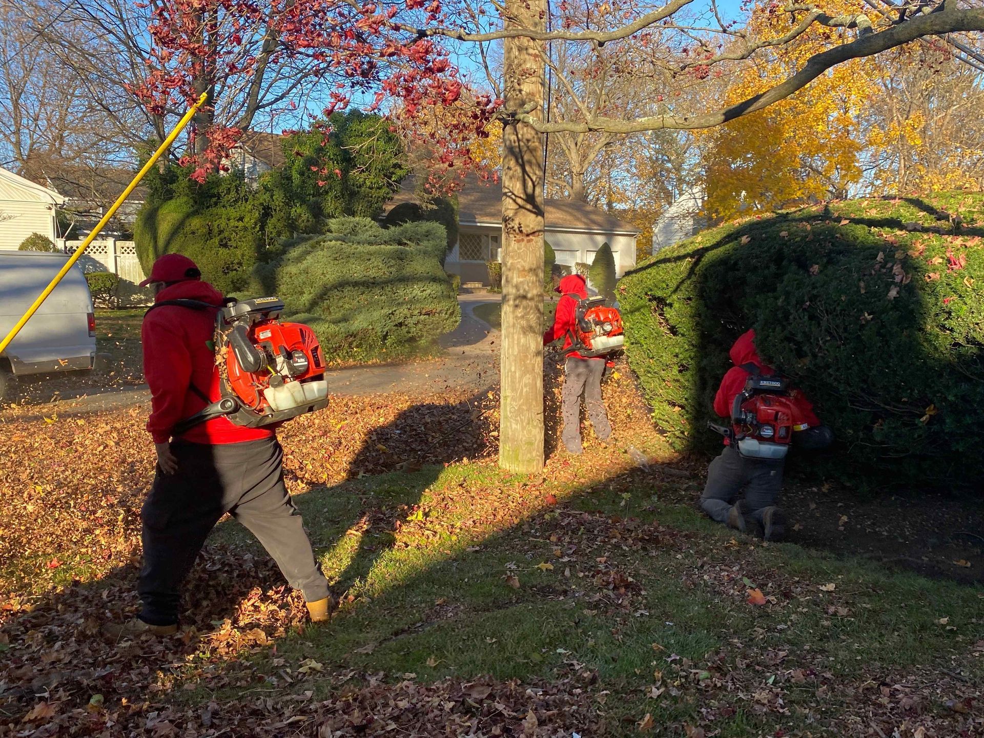 Three workers in red jackets trim hedges in a sunny autumn yard