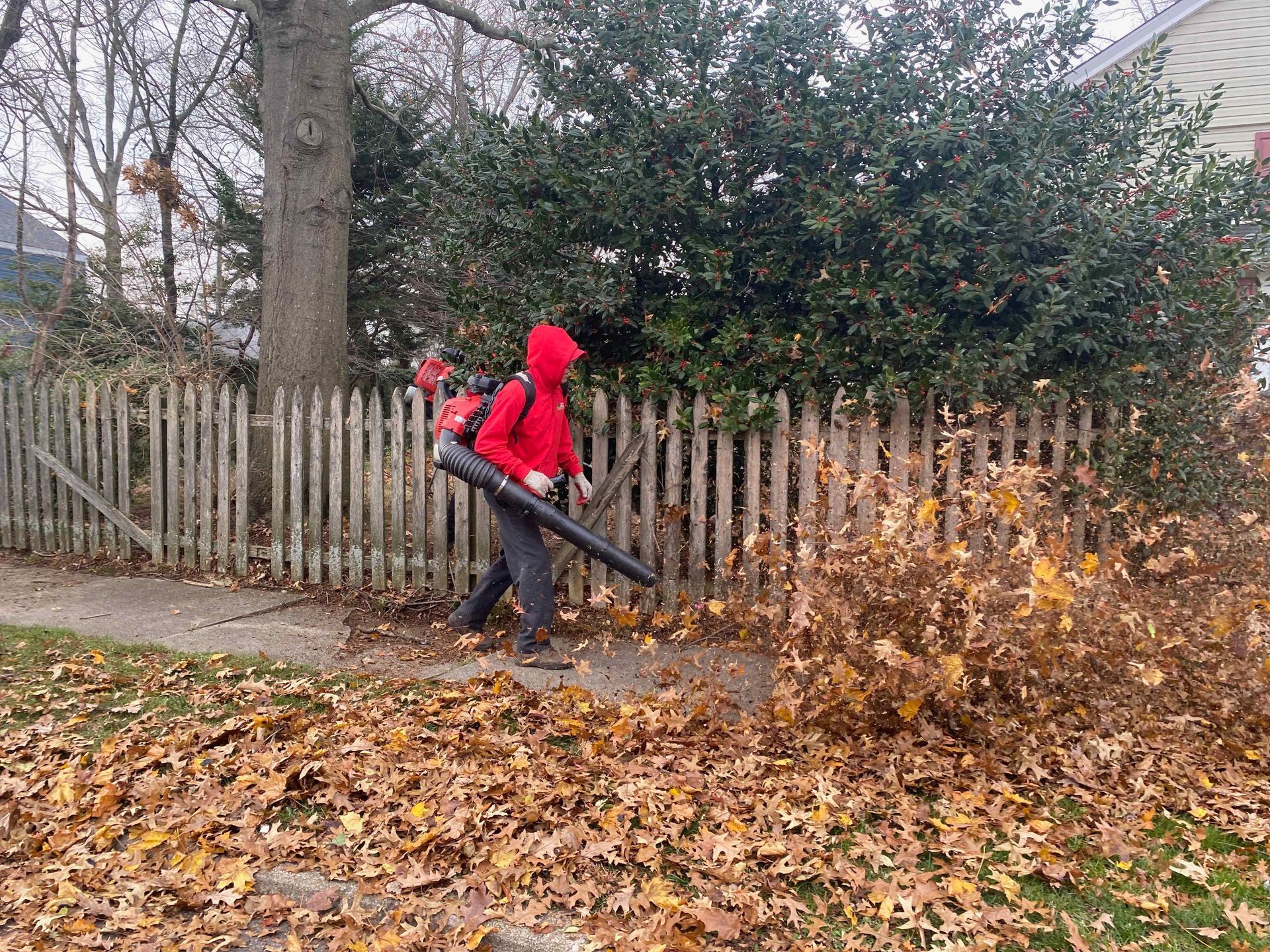 Person in red jacket using a leaf blower to clear fallen leaves in a yard.