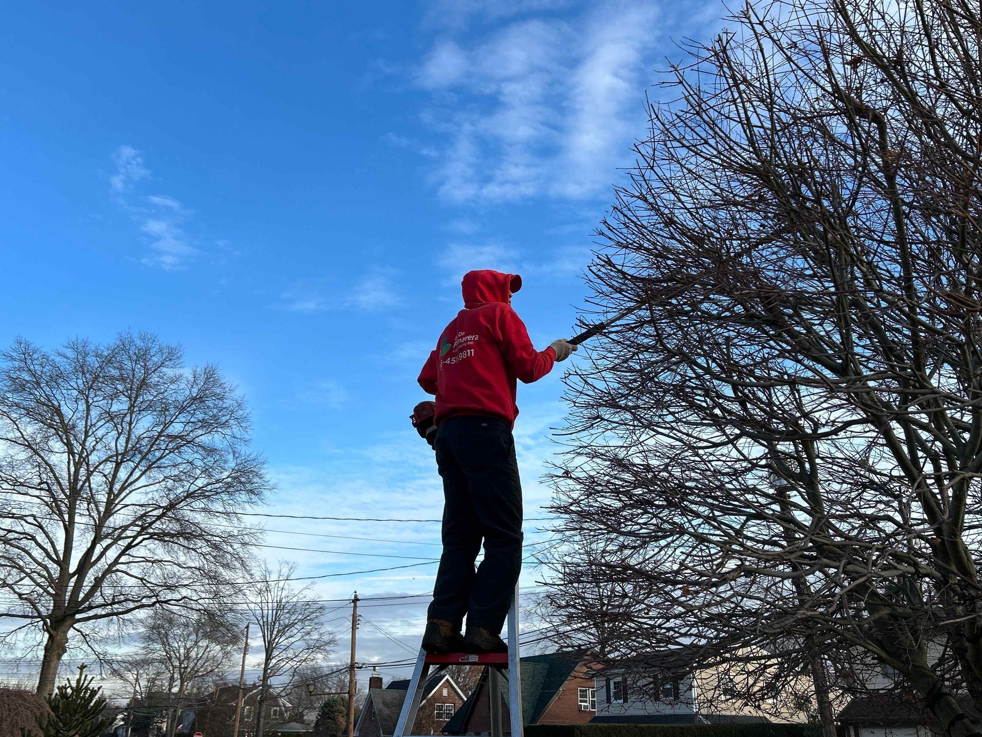Person in a red jacket stands on a ladder trimming a tree against a blue sky.