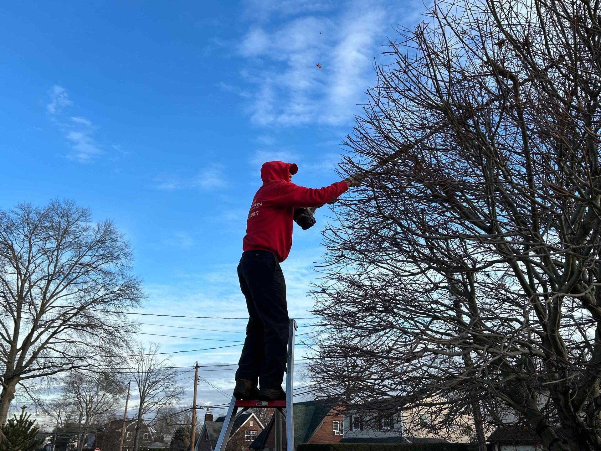 Person in a red jacket stands on a ladder reaching into a leafless tree under a blue sky.