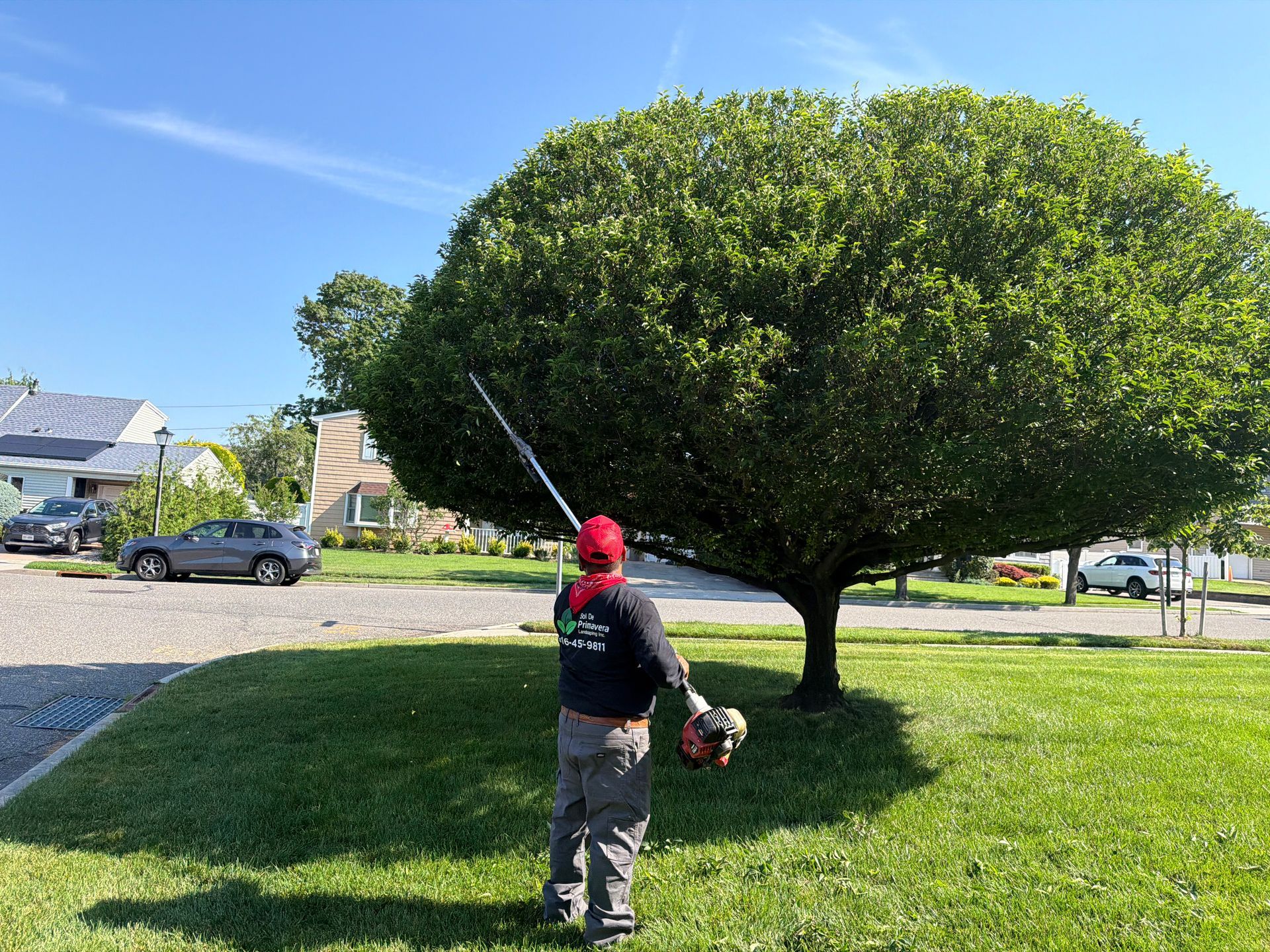 Person with a fishing rod standing under a large tree in a sunny suburban yard