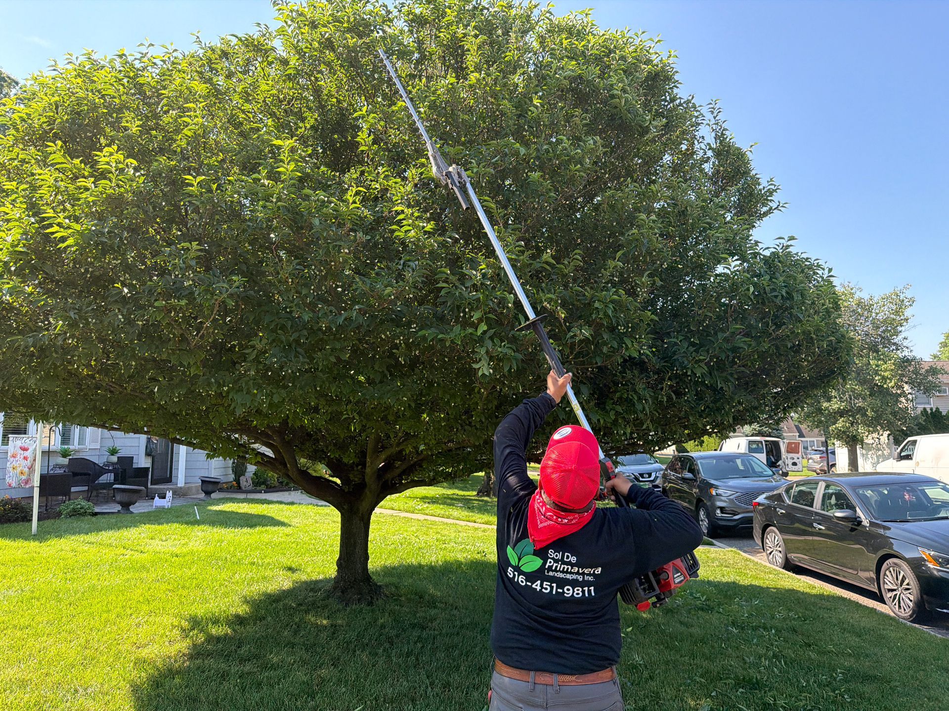 Person using a long pole prunes a leafy tree in a sunny yard beside parked cars.