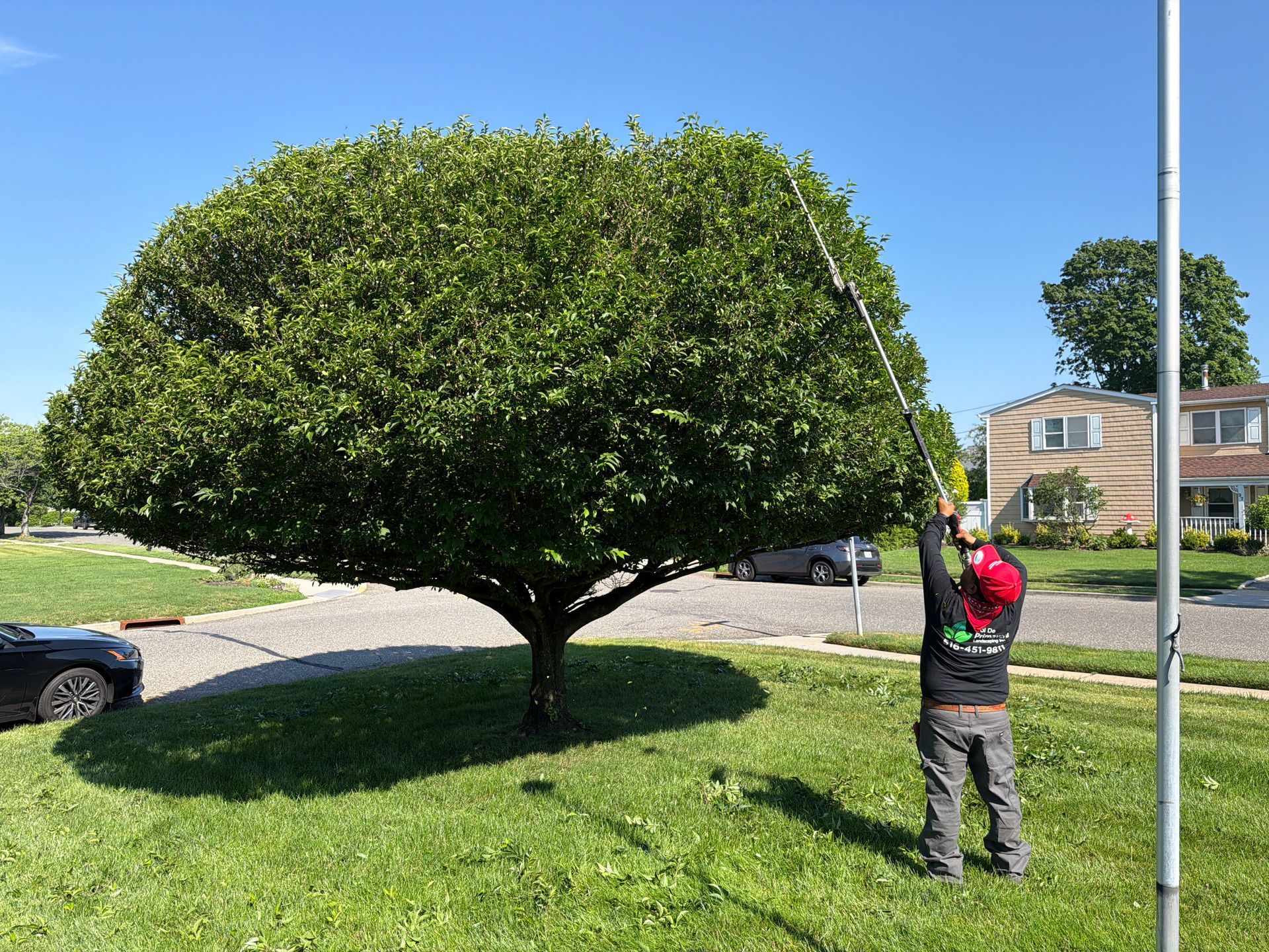 Person trimming a large round tree on a sunny suburban lawn.