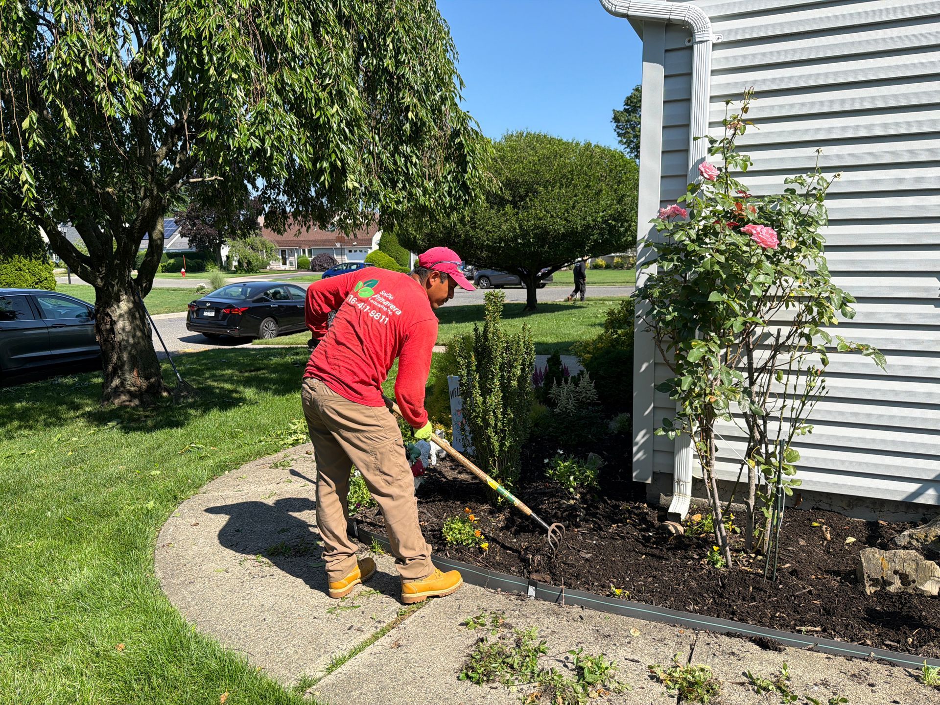 Person raking mulch beside a white house with pink roses and a green lawn