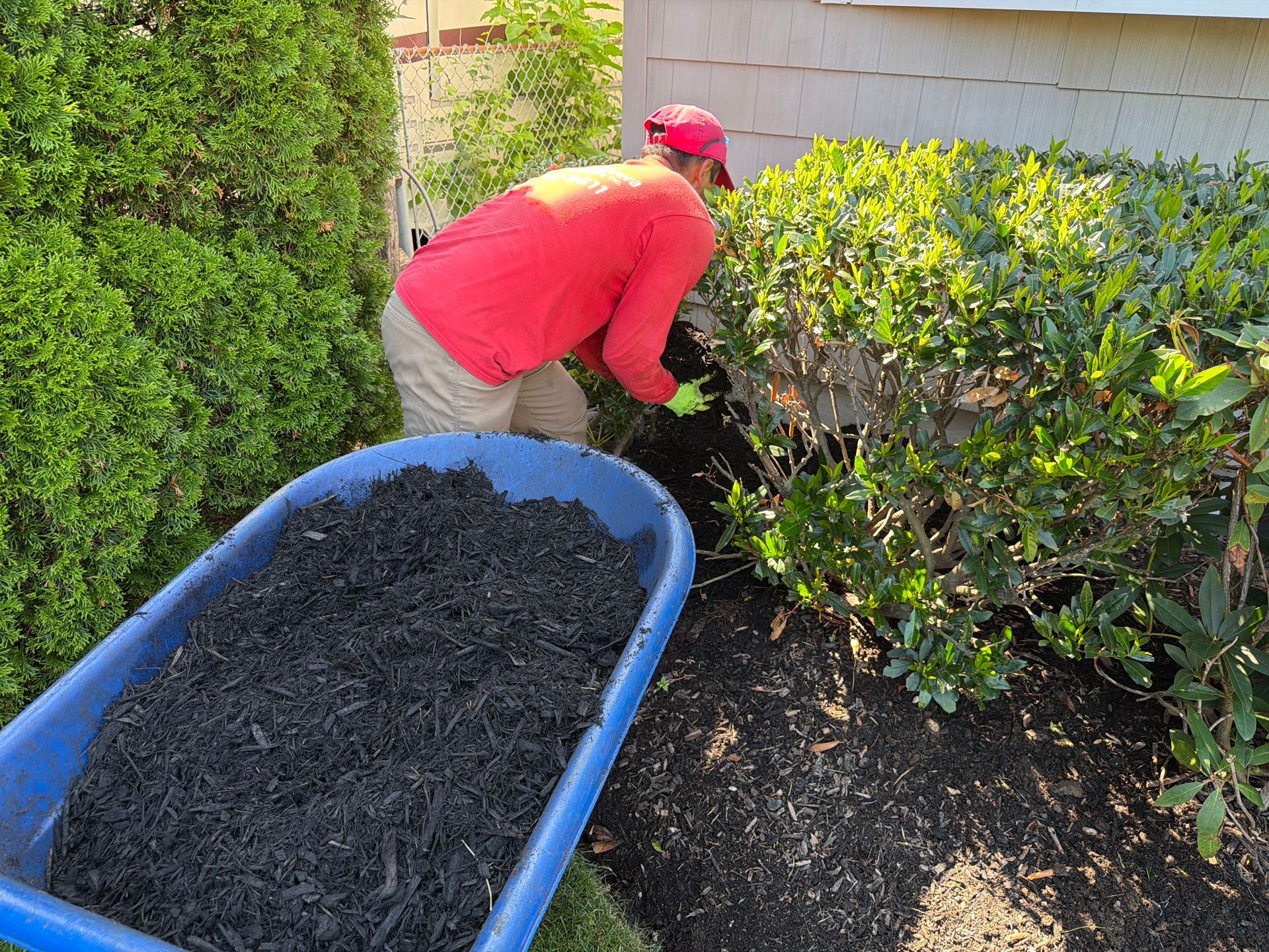 Person in a red shirt gardening beside a hedge, with a wheelbarrow full of mulch.