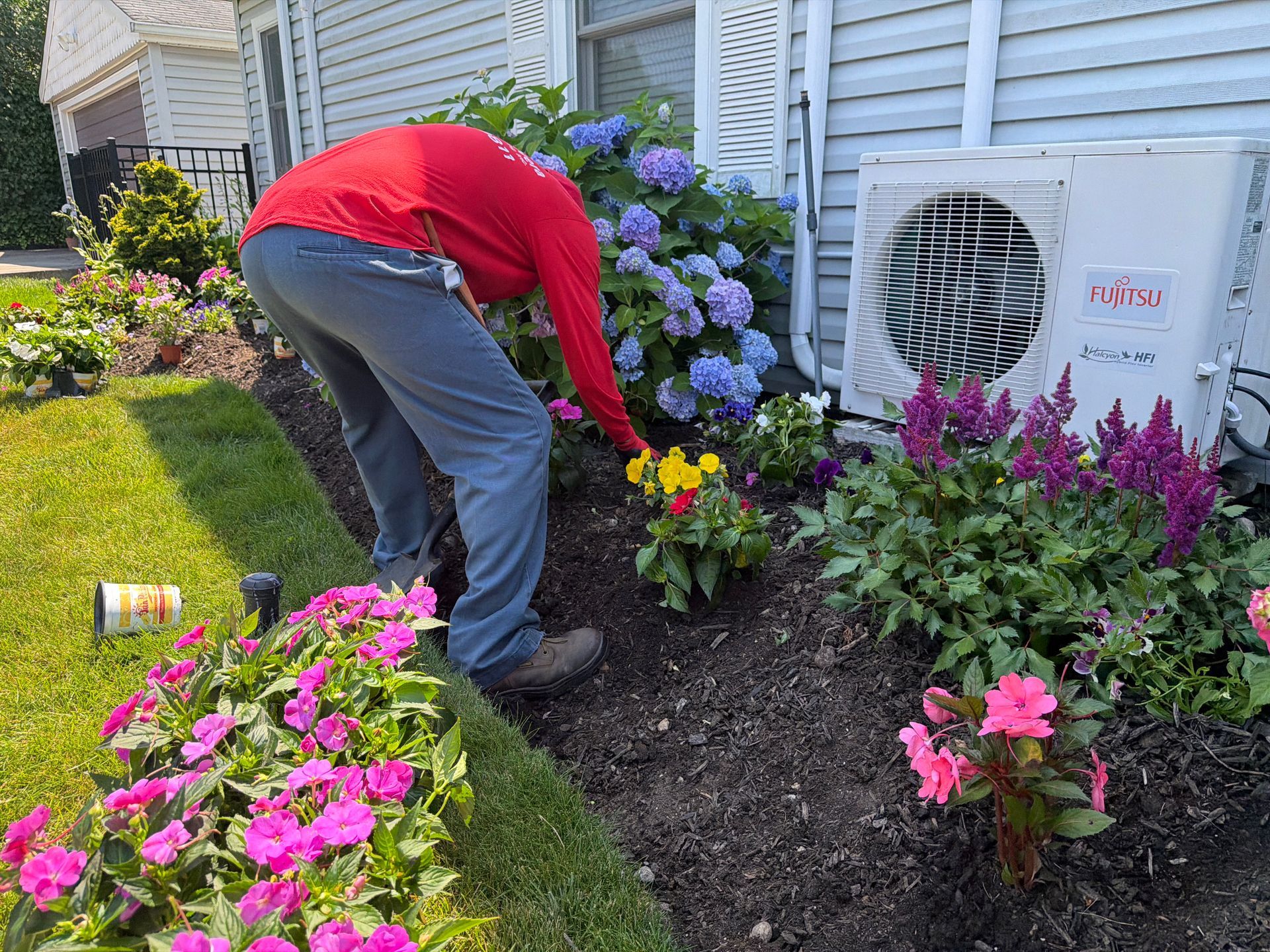 Person gardening beside a house, planting colorful flowers near hydrangeas and purple shrubs