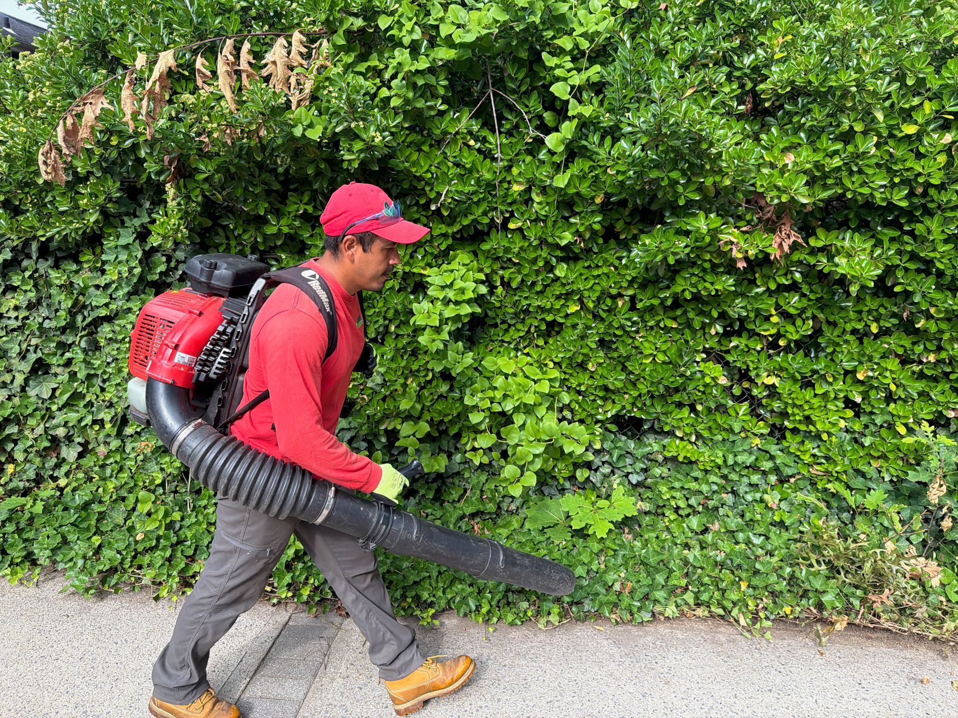 Person in red gear using a backpack leaf blower along a hedge beside a sidewalk.