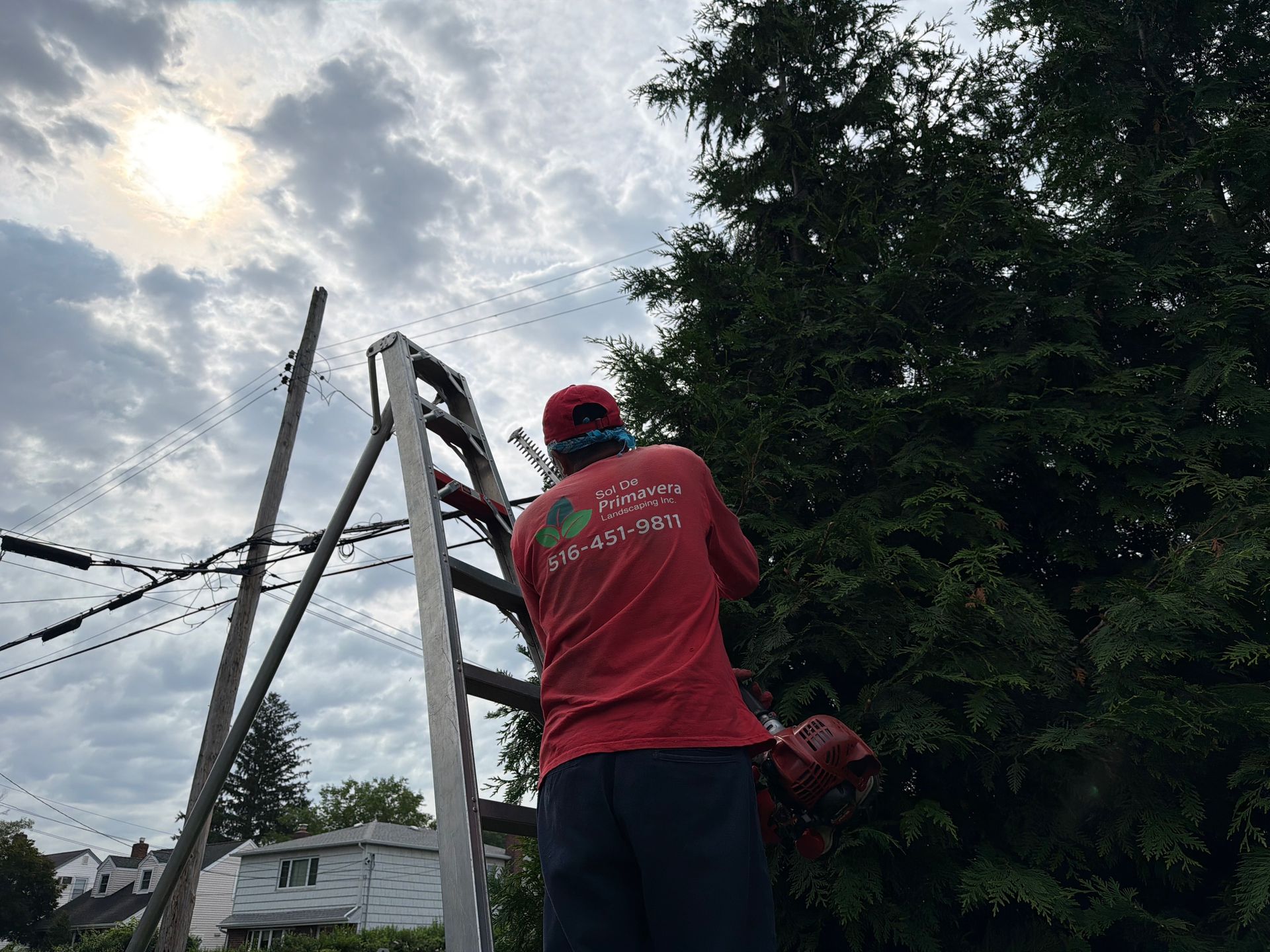 Worker in red jacket climbing a ladder beside a tall evergreen tree under a cloudy sky
