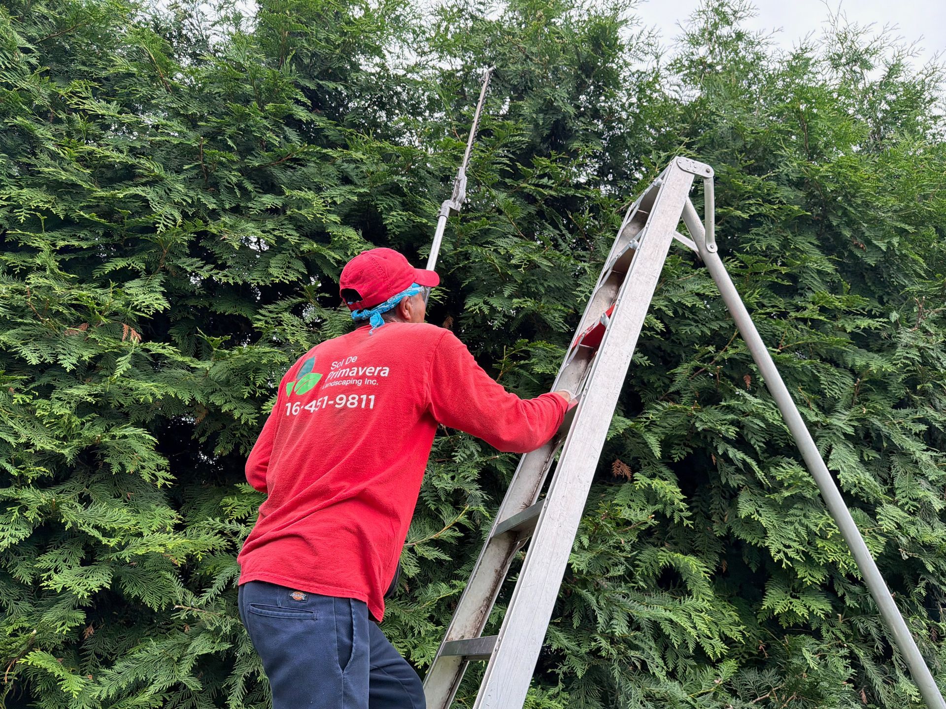 Person in red shirt using a ladder to trim dense green bushes outdoors