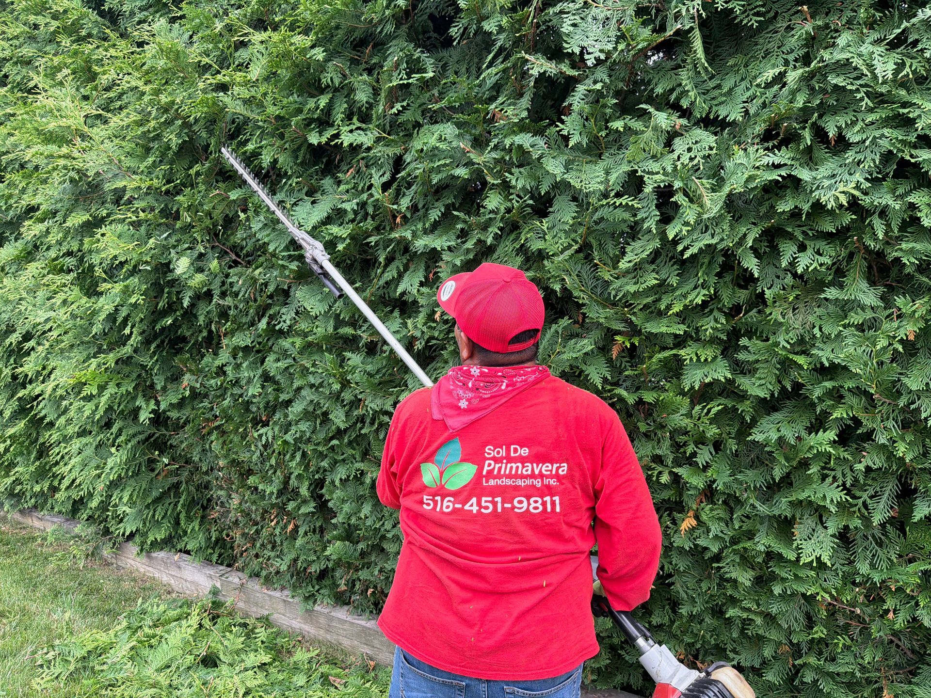 Person in a red jacket using a long pole to trim a tall green hedge.