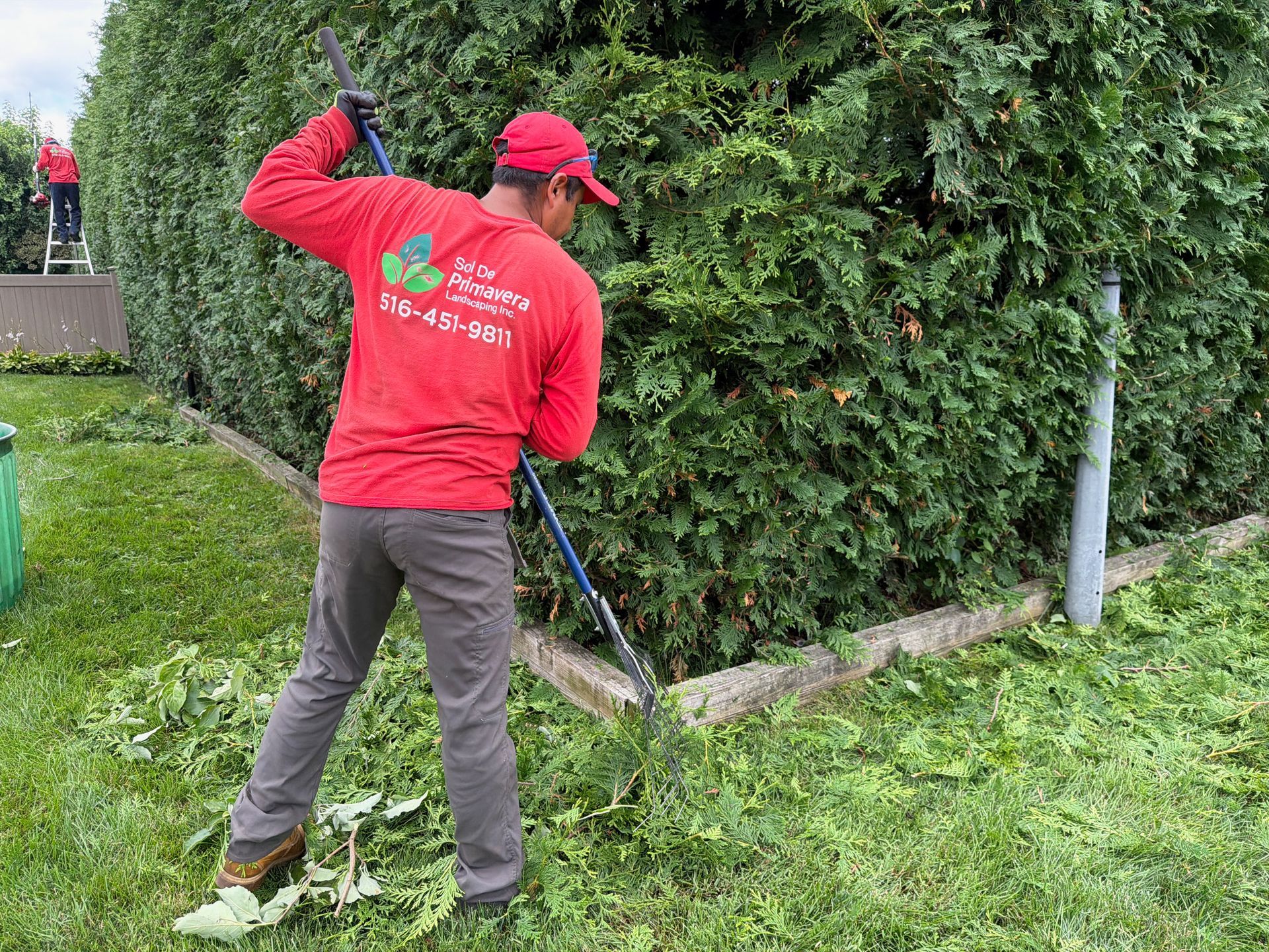 Worker in red shirt trimming a hedge with hedge trimmers along a grassy path