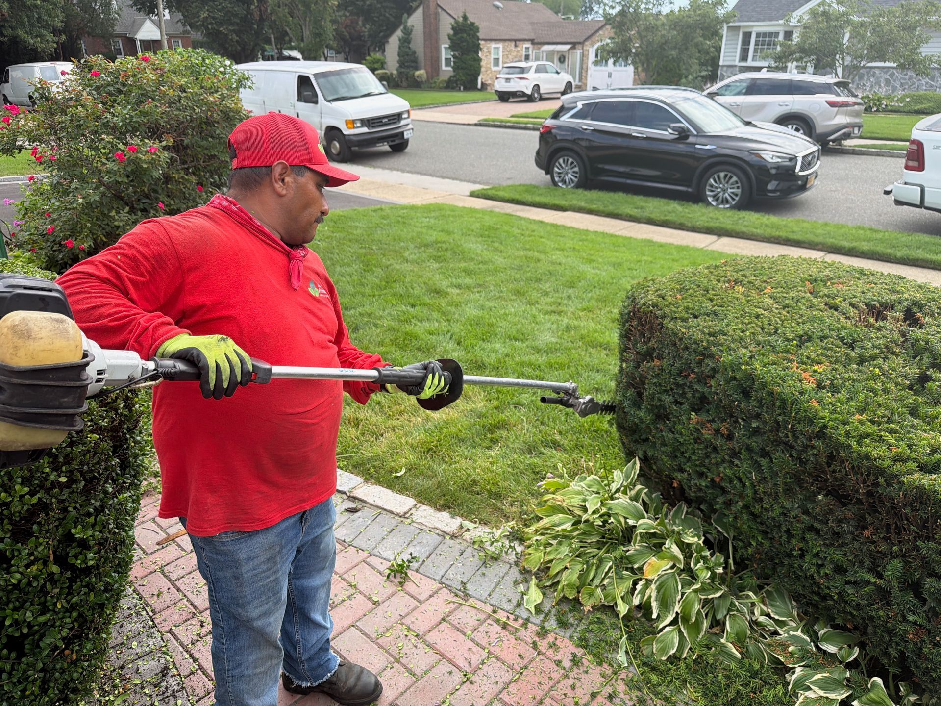 Worker in red shirt trims a hedge with a gas trimmer on a suburban sidewalk.
