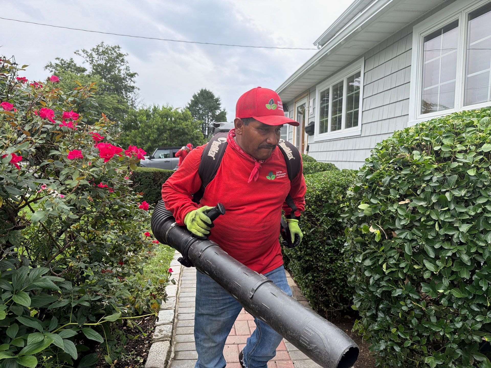Worker in red shirt and cap using a leaf blower beside a hedge and flowering bushes outside a house