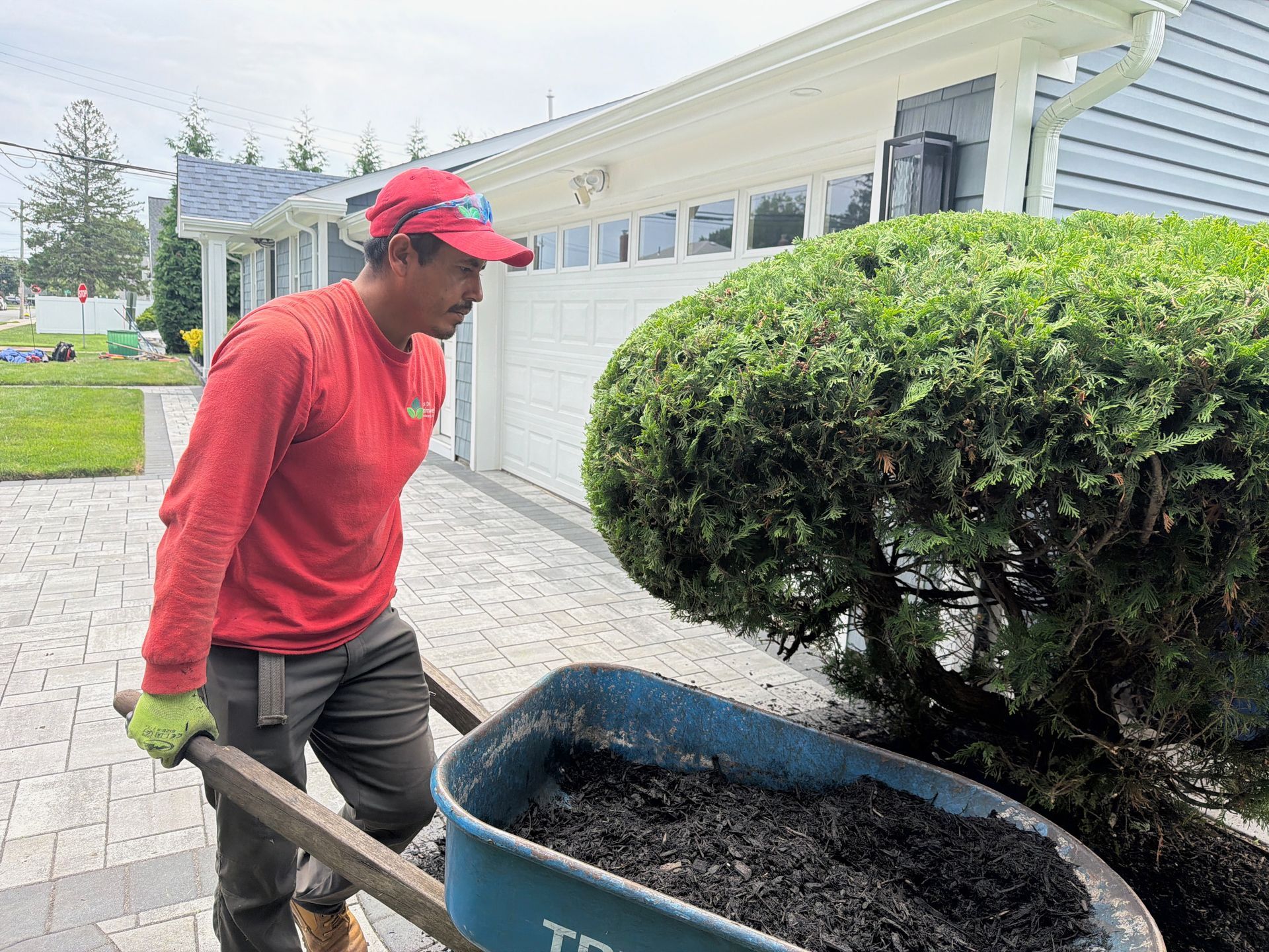 Man in red shirt pushing a wheelbarrow of soil beside a house and shrubbery