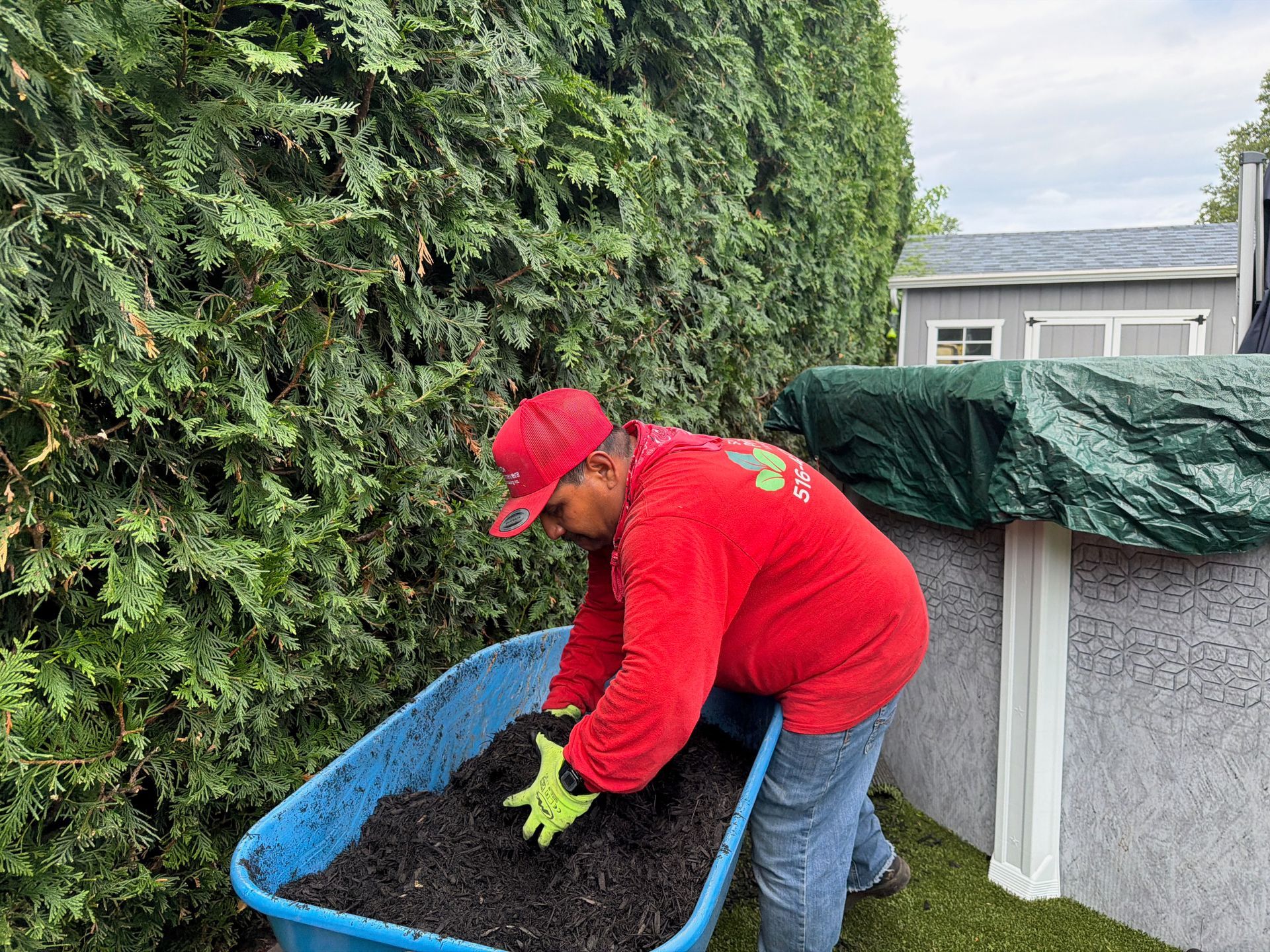 Person in red jacket and cap shoveling soil into a blue container beside a yard hedge.