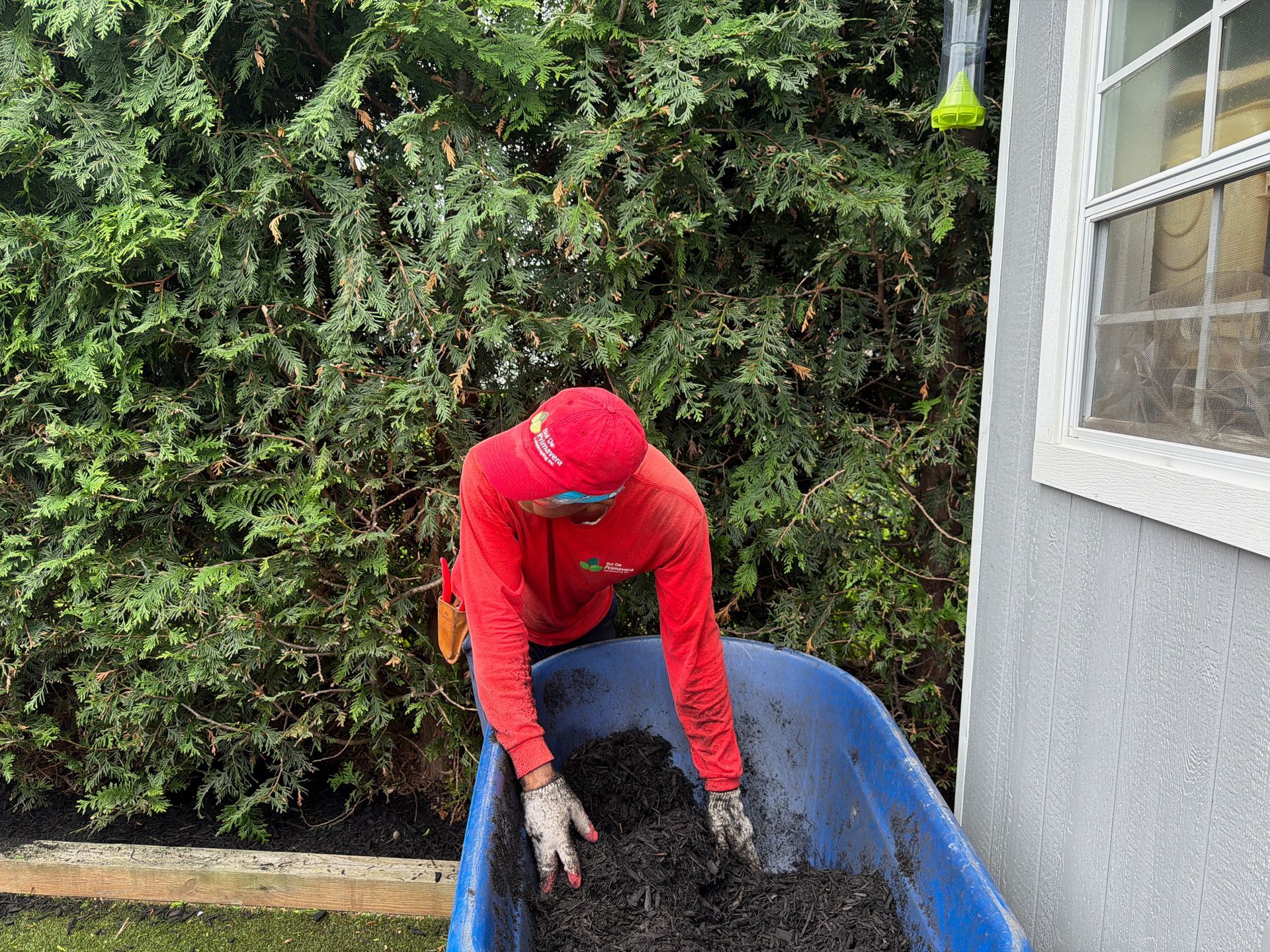 Person in red hoodie lifting soil into a blue wheelbarrow beside a hedge and house wall