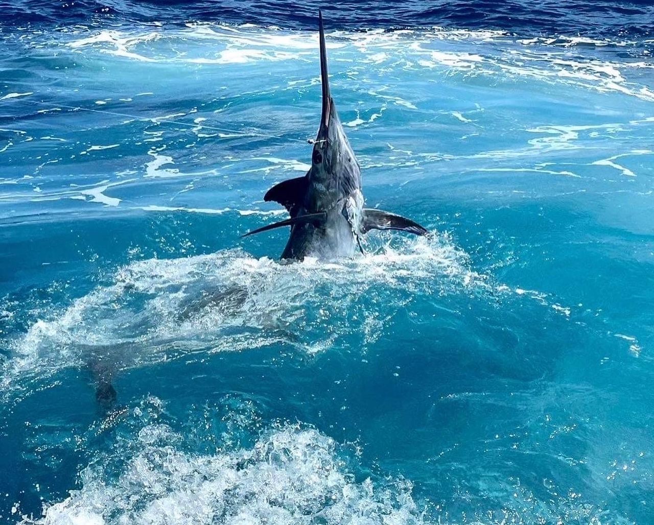 Shark breaches the water, showing dorsal fin and part of its body in the blue ocean.