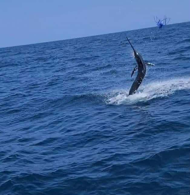 Marling Fishing in the Gulf Stream Outer Banks. Blue marlin leaping out of turquoise water.