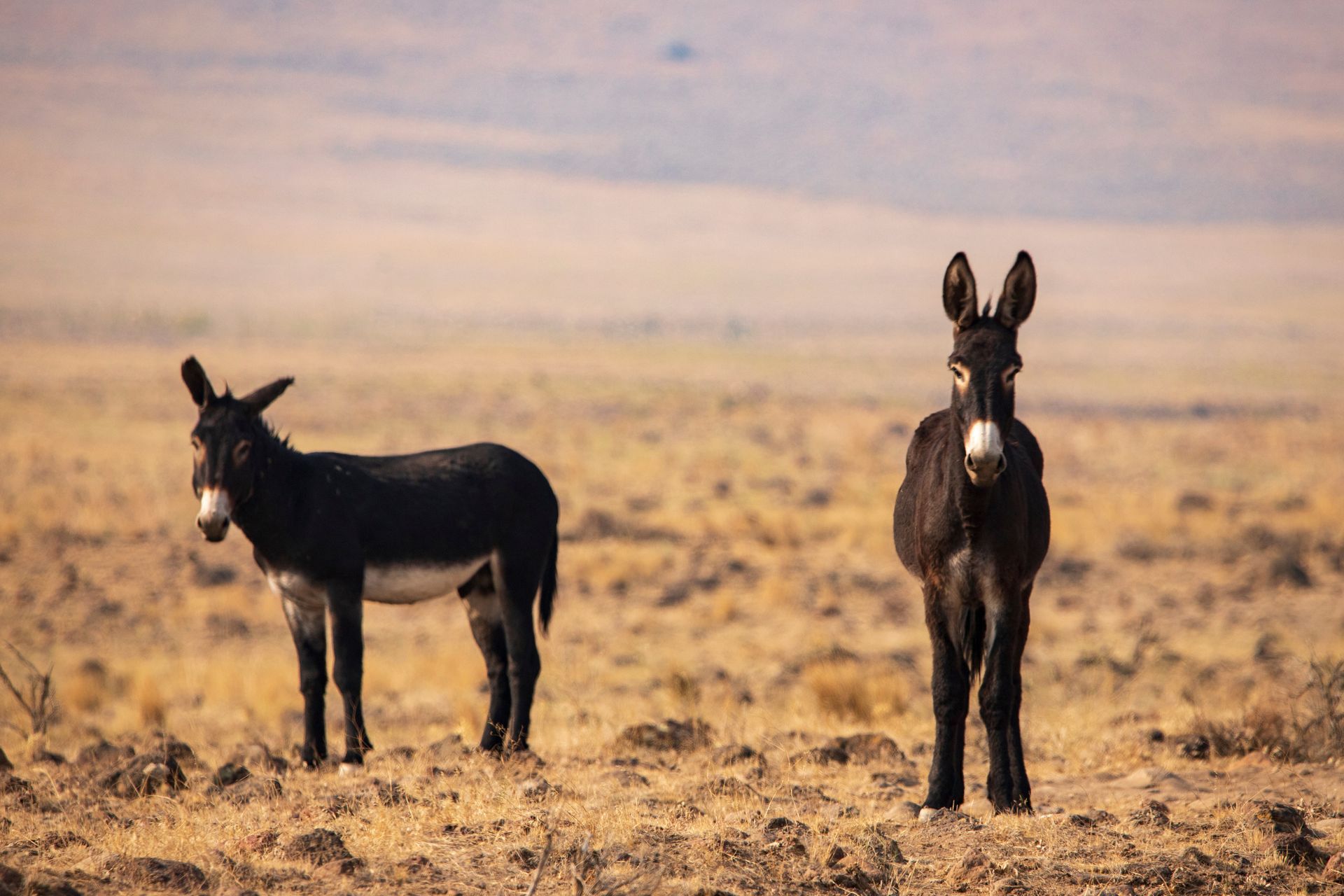 Donkey drinking from a stone water trough in a dry desert landscape.