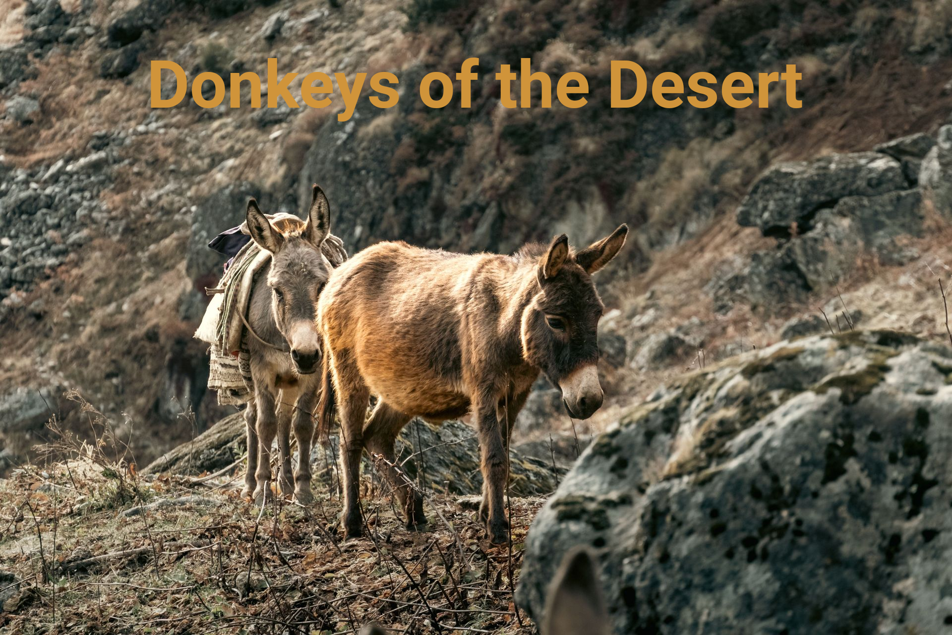 Two donkeys standing on a rocky desert path with the title “Donkeys of the Desert”