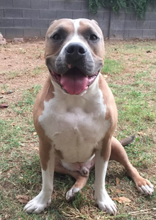 A brown and white dog is sitting in the grass with its tongue hanging out.
