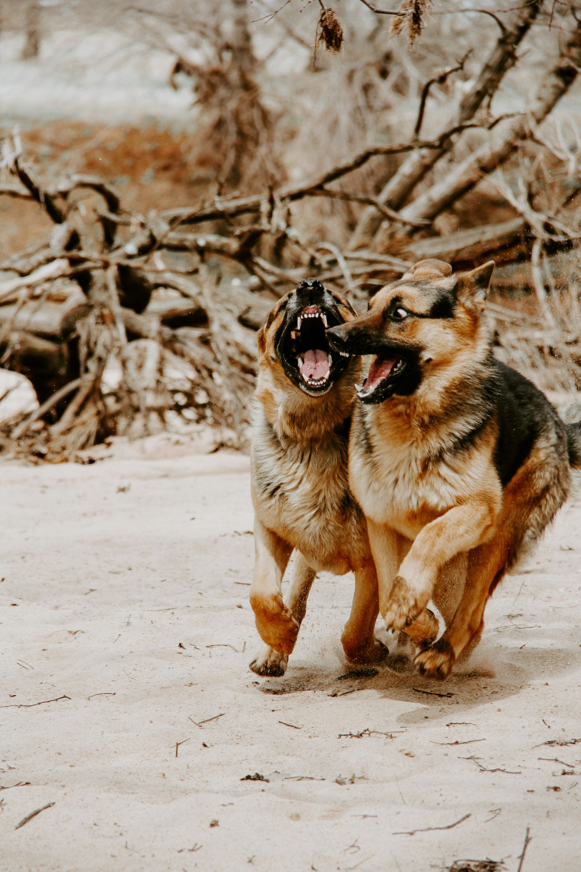 Two german shepherds are playing with each other on a dirt road.