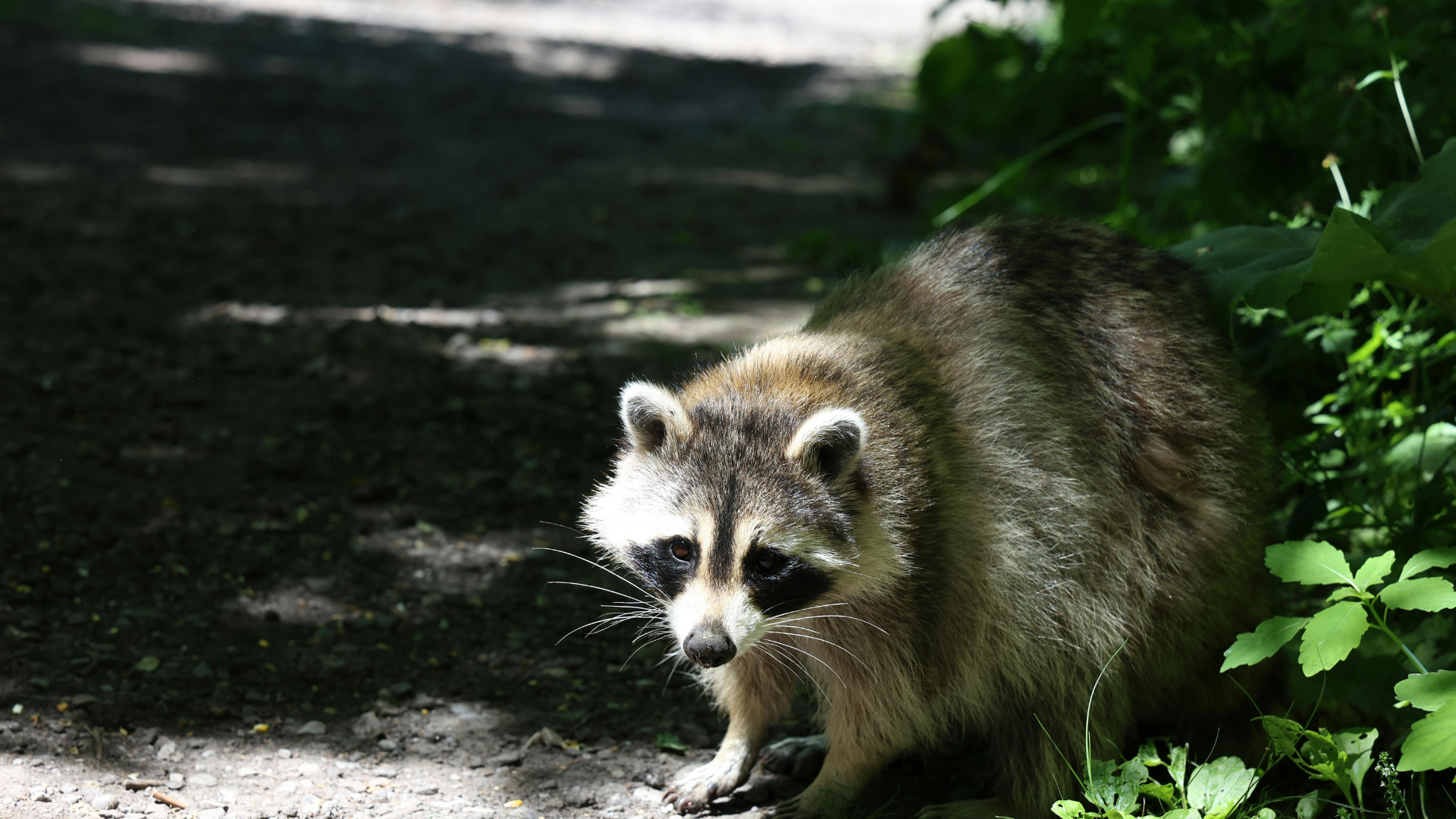 A raccoon with its signature black facial mask stands on a dirt path next to green foliage.