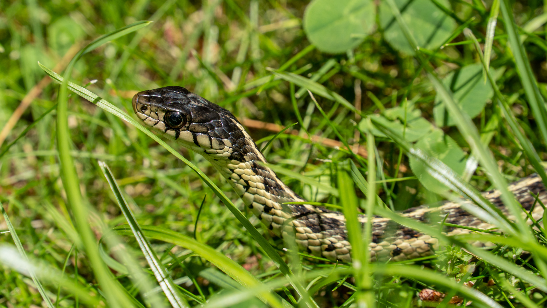 Brown snake slithering through tall green grass