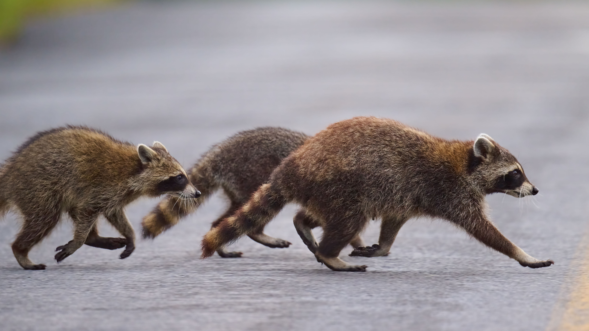 Three raccoons walking across a wet road, one carrying food in its mouth.