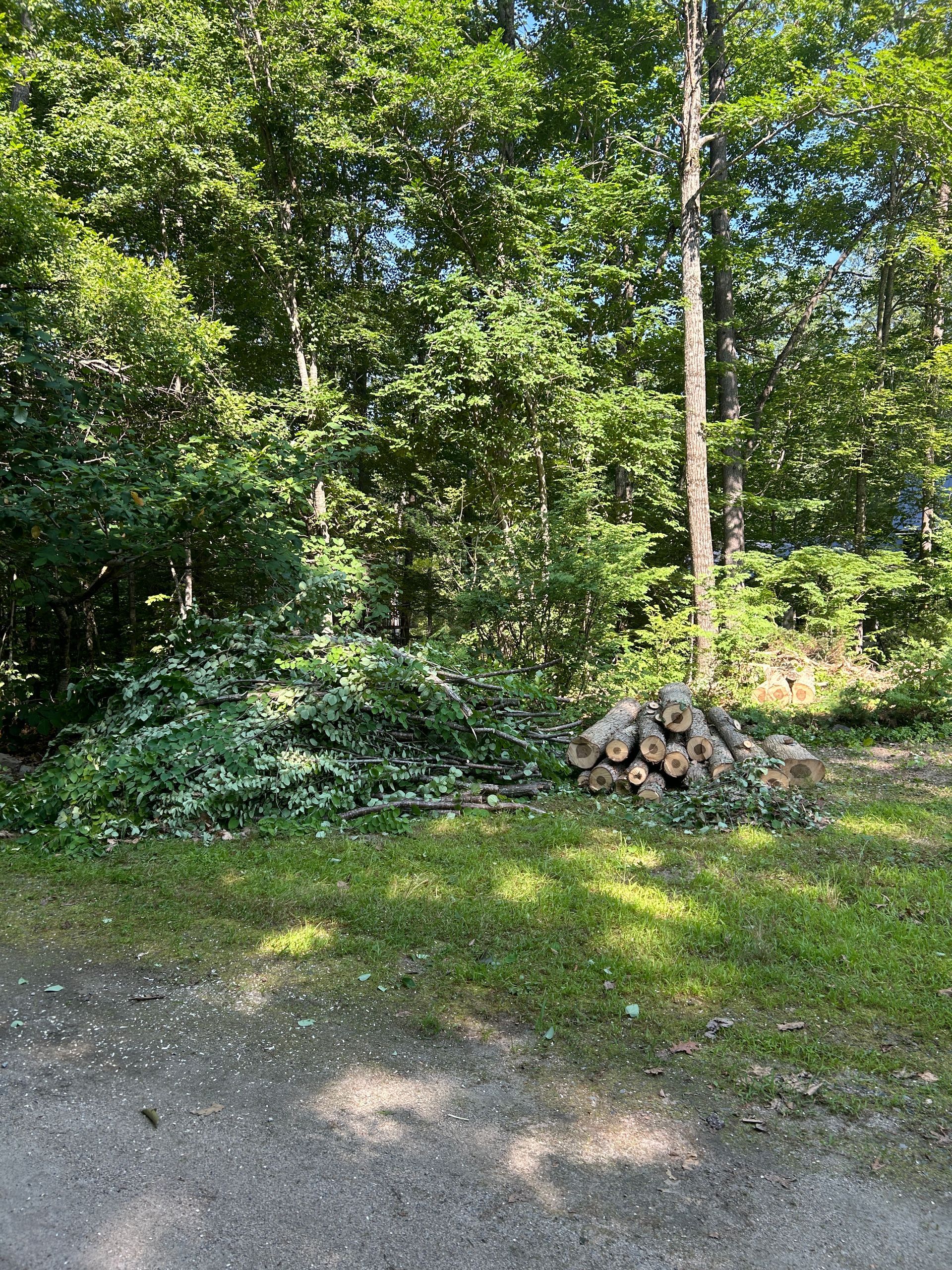 Wooded roadside with dense green trees, a gravel path, and a small pile of cut logs