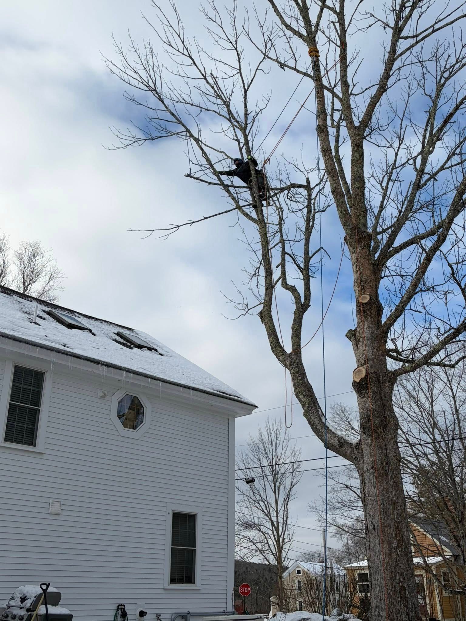 Person in a tree beside a white house in a snowy yard under a cloudy sky